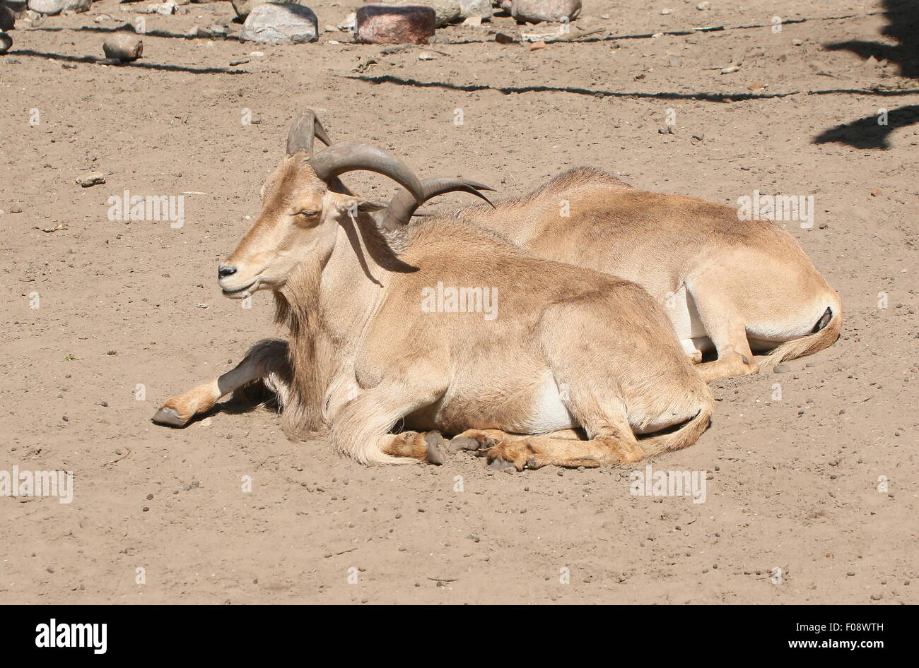 Zwei nordafrikanischen Mähnenspringer (Ammotragus Lervia) ruht in der Sonne Stockfoto