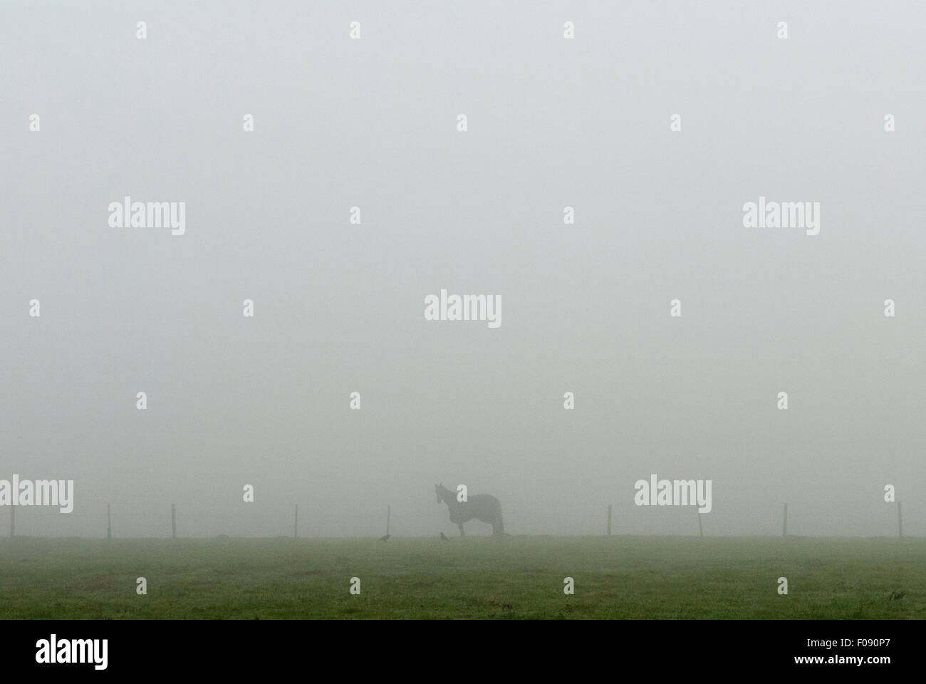 Pferd auf Koppel an einem nebeligen Tag Stockfoto