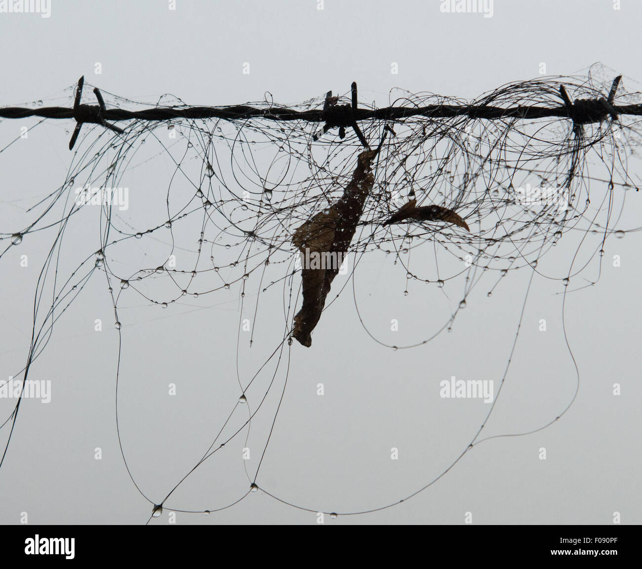 Rosshaar auf Stacheldraht gefangen Stockfoto Rosshaar auf Stacheldraht gefangen Stockfoto