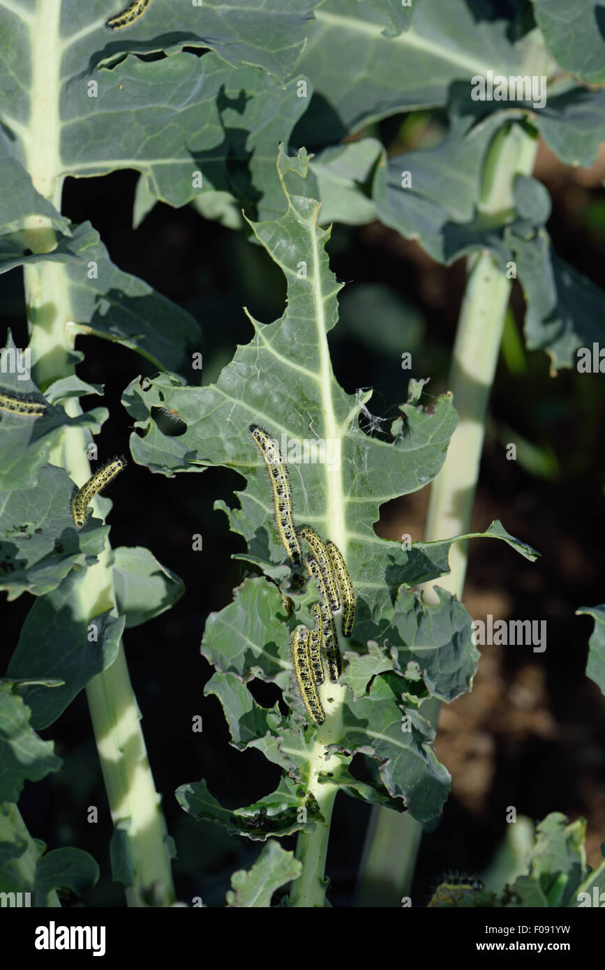 Großer Kohl weiß, Pieris Brassicae, Raupen auf beschädigte Blätter von Brokkoli, Brassica, Gemüse, Berkshire, August Stockfoto