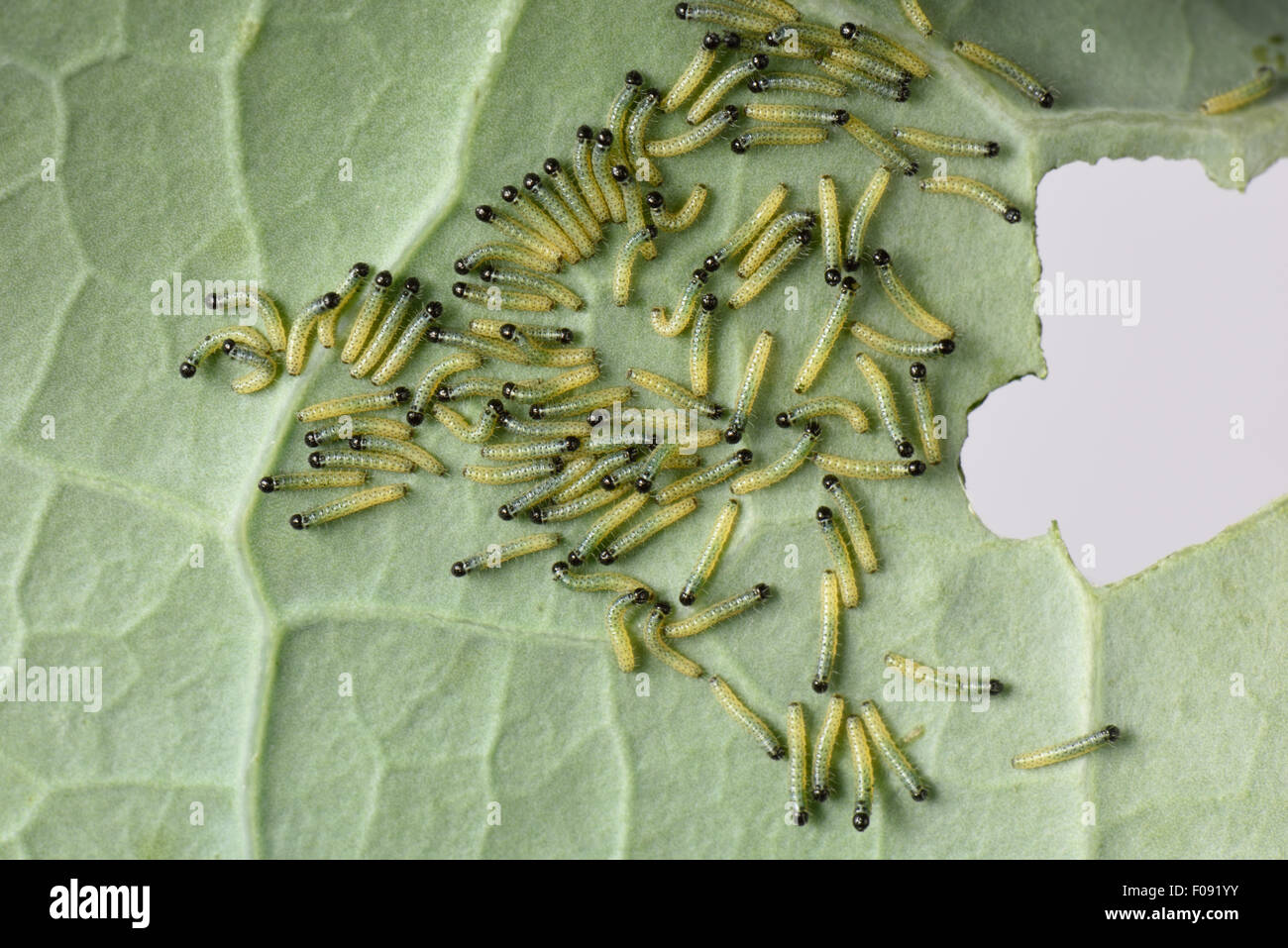 Großer Kohl weiß, Pieris Brassicae, Raupen auf beschädigte Blätter von Brokkoli, Brassica, Gemüse, Berkshire, August Stockfoto