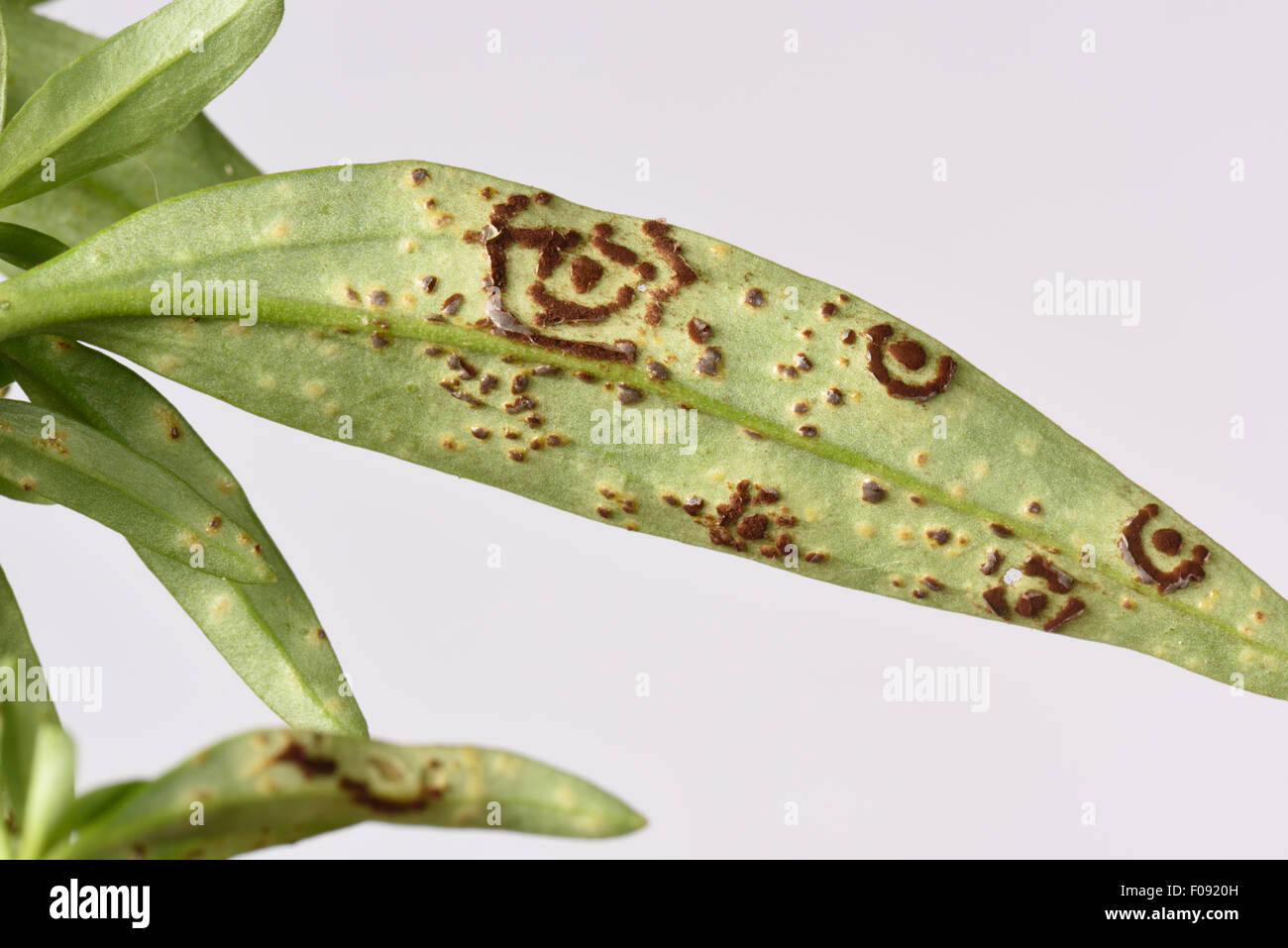 Antirrhinum oder Löwenmaul Rost, Puccinia Antirrhini, kreisförmige Pustel Gruppen und frühen IEX Pusteln auf der Unterseite des Stockfoto