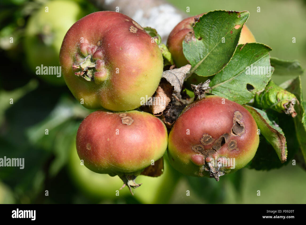 Apfelschorf, Venturia Inaequalis, Läsionen auf junge Apfelfrucht am Baum im Sommer, Berkshire Stockfoto