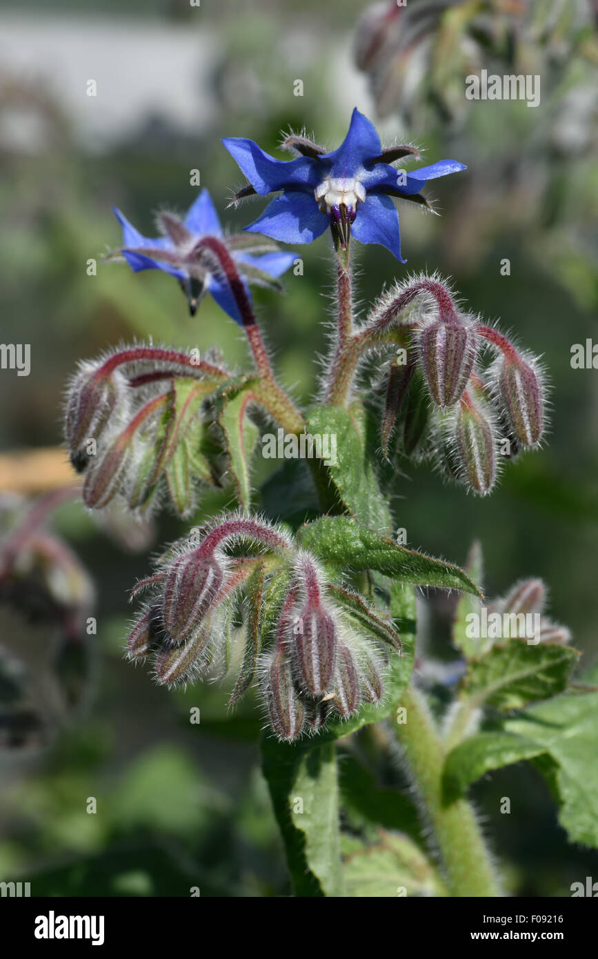 Blaue Blüten und behaarte Knospen von Borretsch oder Starflower, Borrango Officinalis, eine Heilpflanze, die nun auch für Begleiter verwendet wird Stockfoto