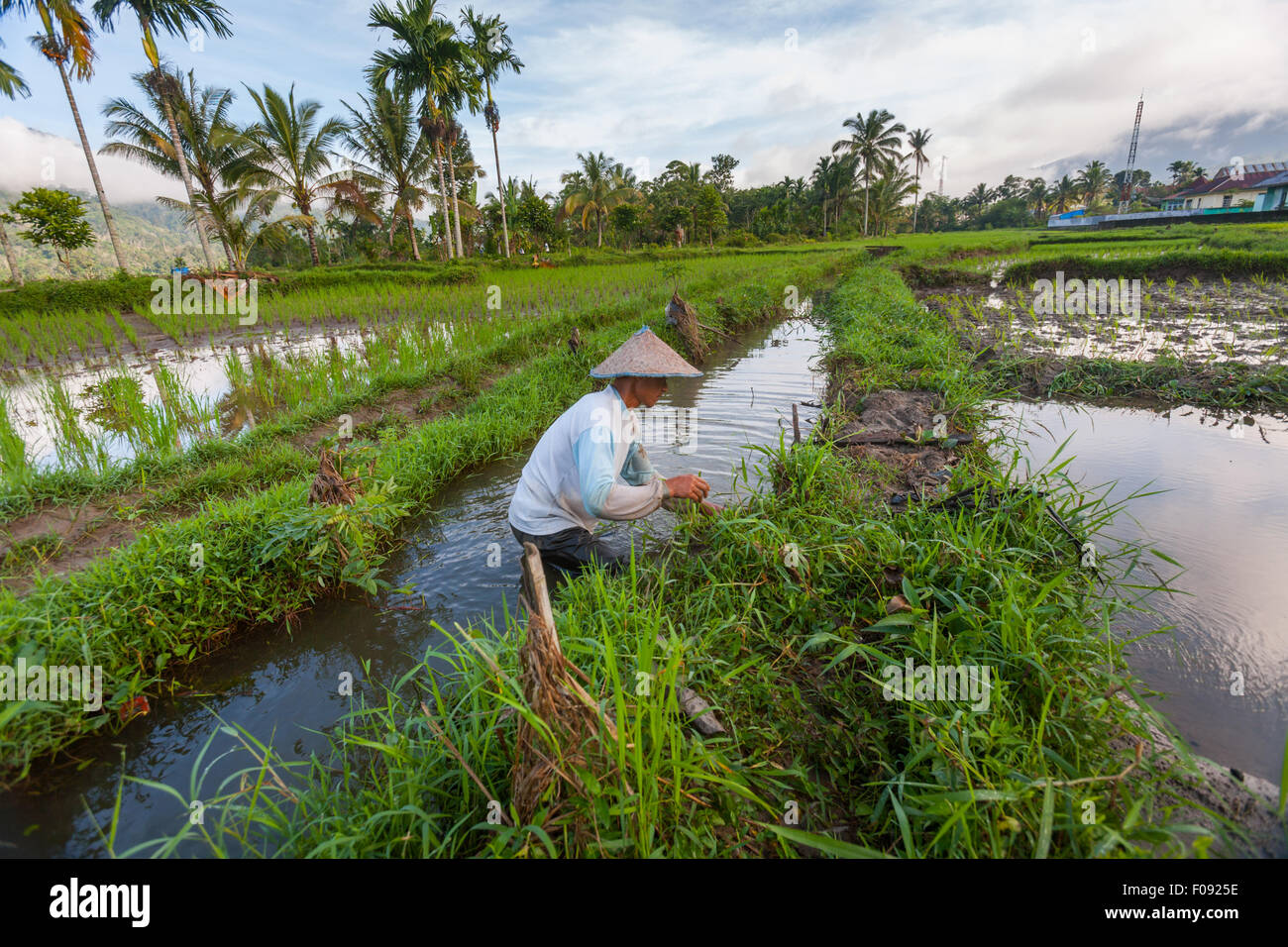 Ein Landwirt, der Wartungsarbeiten am Bewässerungskanal und am Damm auf dem Reisfeld in der Nähe von Lubuk Sikaping, Pasaman, West-Sumatra, Indonesien, durchführt. Stockfoto