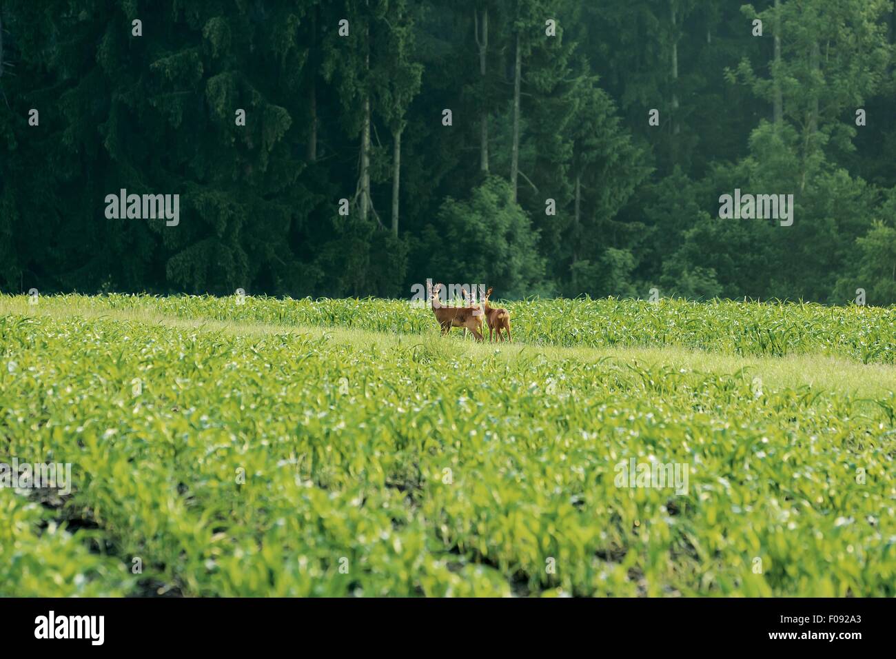 Hirsch im grünen Weiden Stockfoto