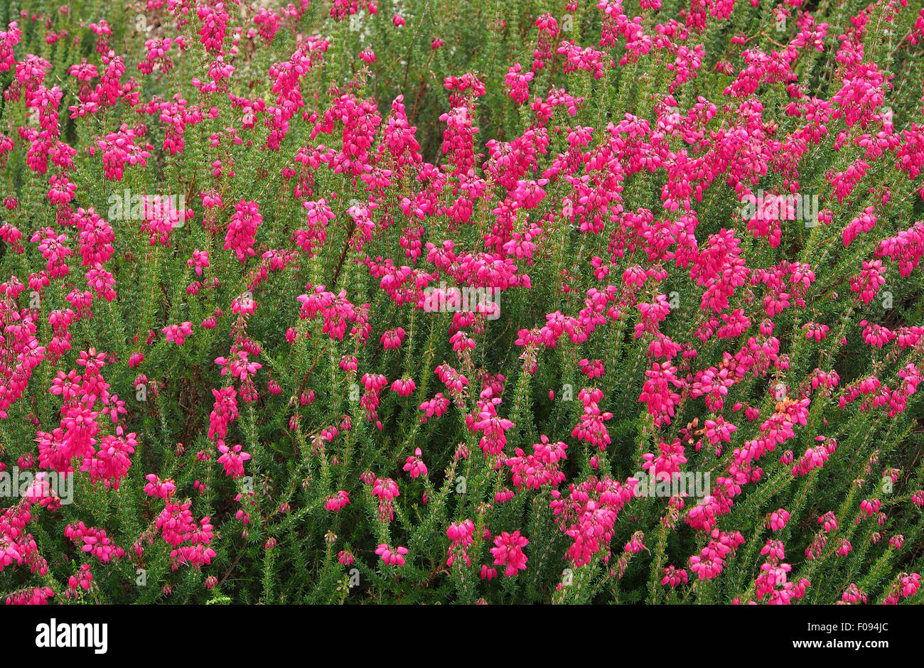 Heidekraut (Erica Frau E. A. Mitchell) in Blüte im August. Stockfoto