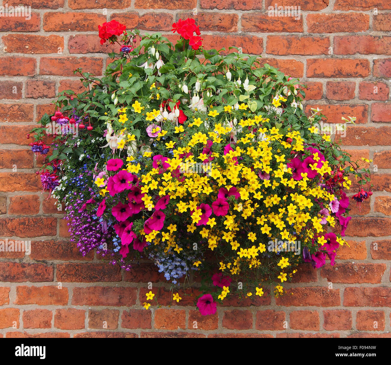 Hängenden Korb gegen eine Mauer, Zweizahn mit, Geranien, Fuschia, Lobelia und Petunien in England im August getroffen. Stockfoto