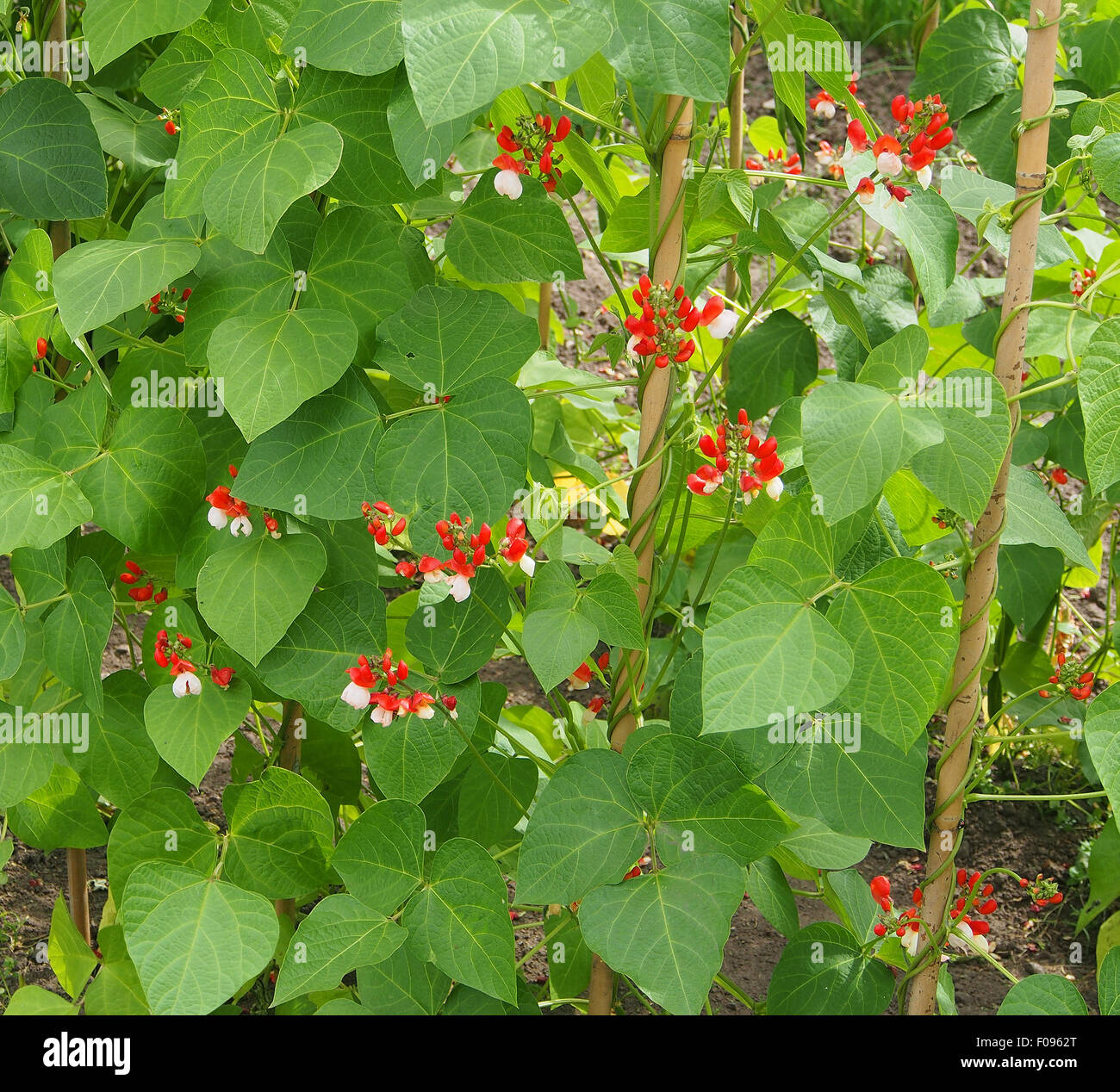 Runner Bean "Tenderstar" zeigt die leuchtenden orangefarbenen und weißen Blüten. Stockfoto