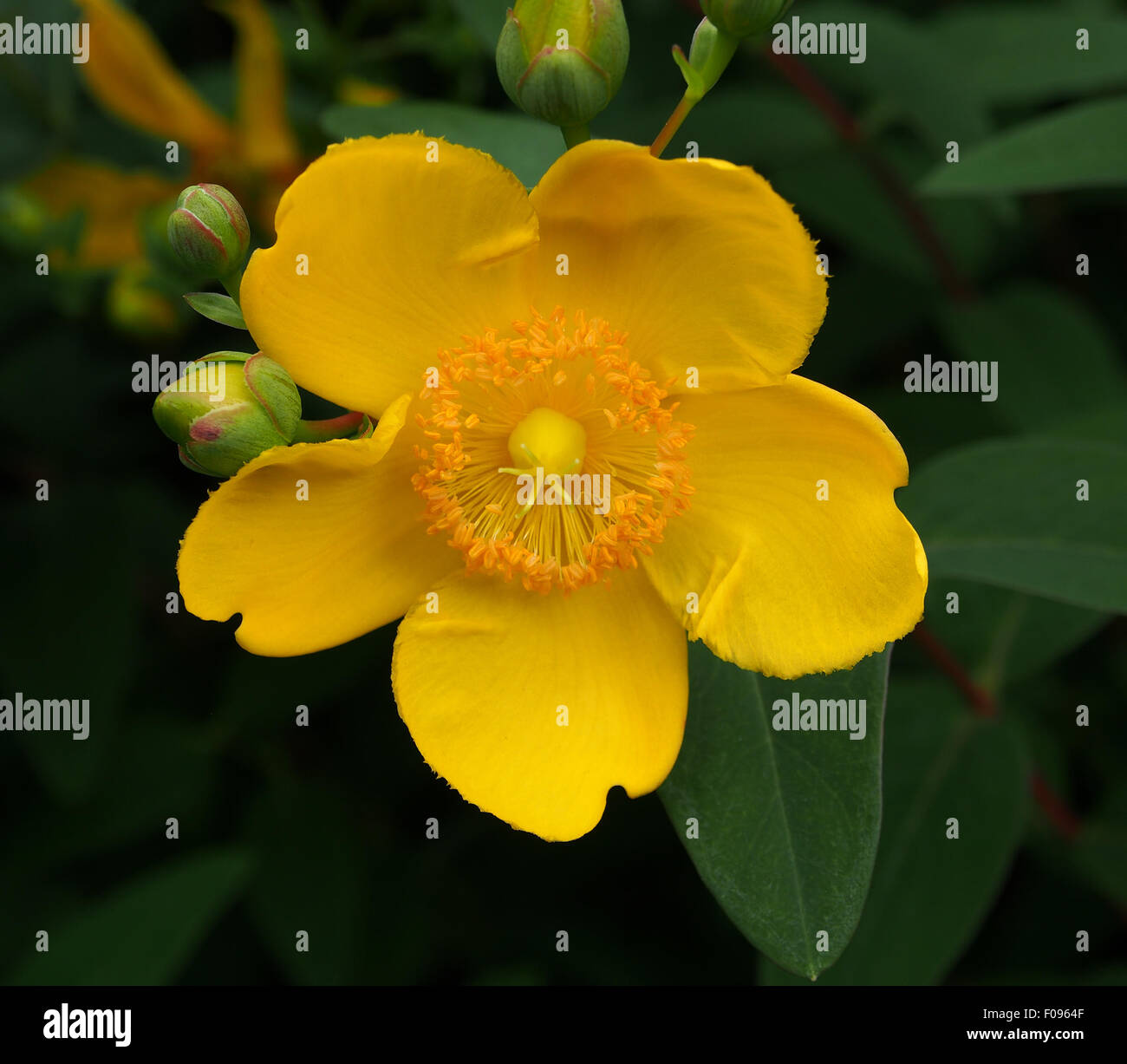 Blütenknospen und Blätter der St. Johns Wort Busch, (Hypericum) eine Pflanze mit medizinischen Eigenschaften, in der alternativen Medizin verwendet Stockfoto