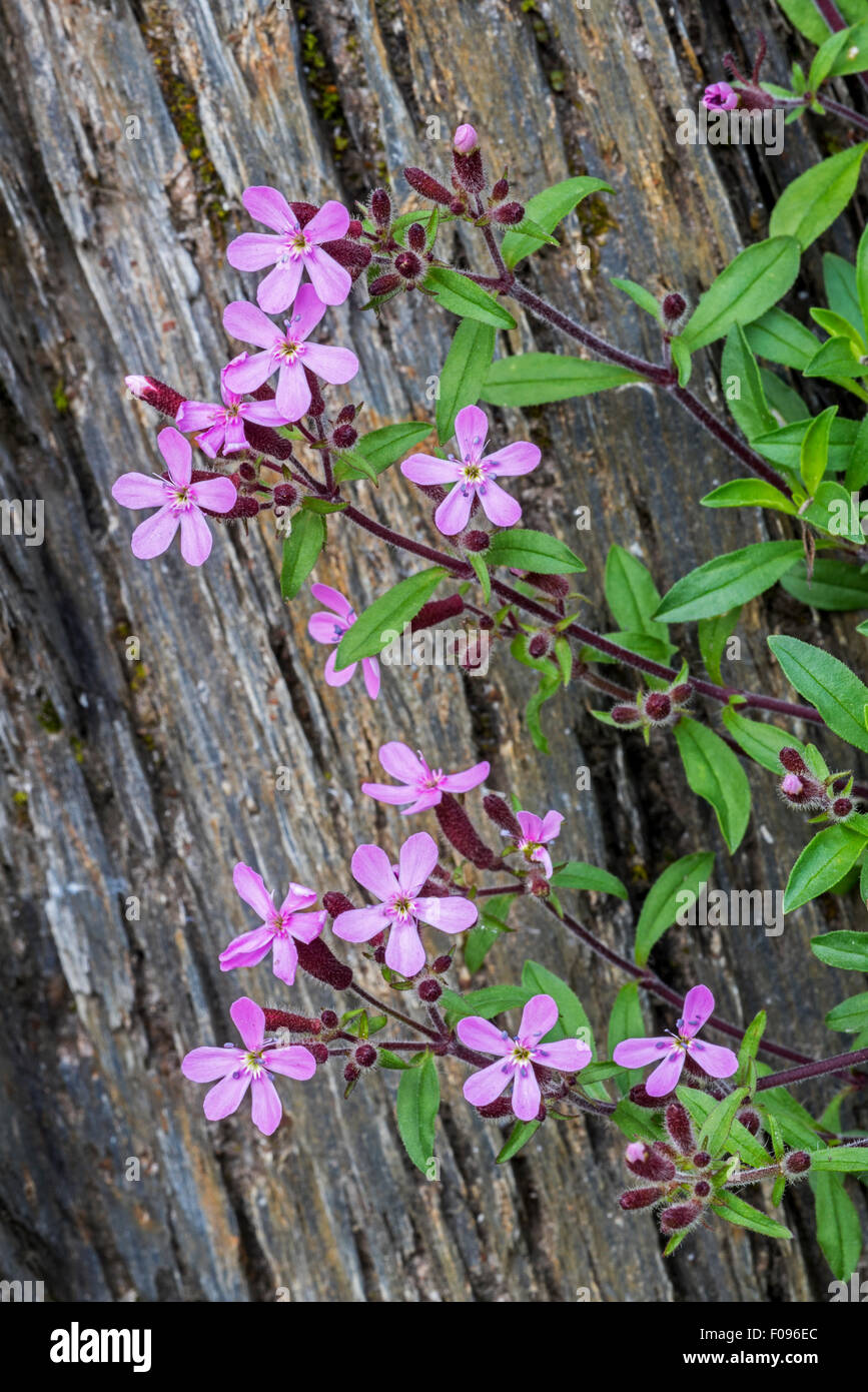 Seifenkraut rosa / Rock Seifenkraut / taumeln Ted (Saponaria Ocymoides) in Blüte in den Alpen Stockfoto