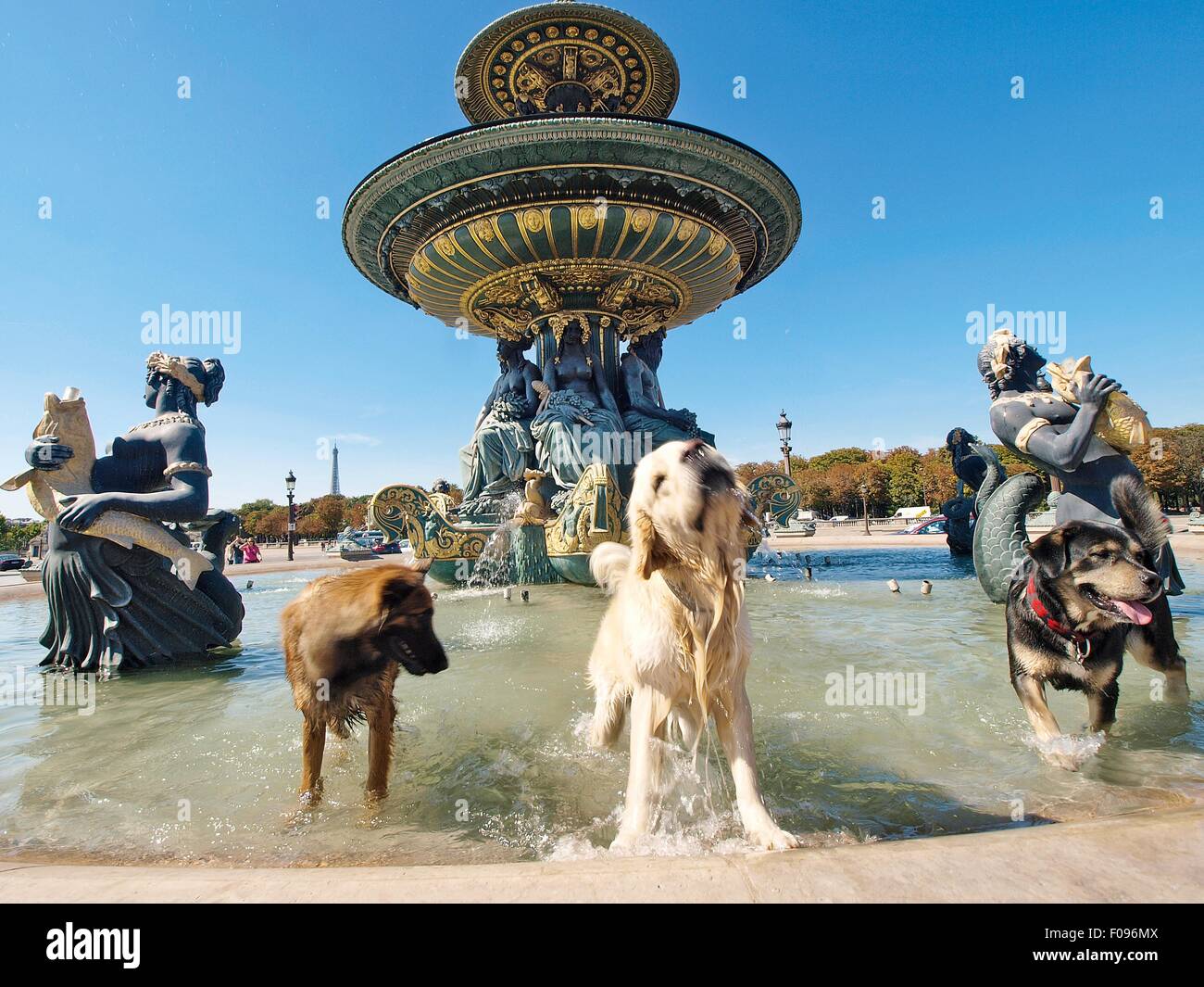 Hunde in Fontaine des Mers am Place De La Concorde, Paris, Frankreich Stockfoto