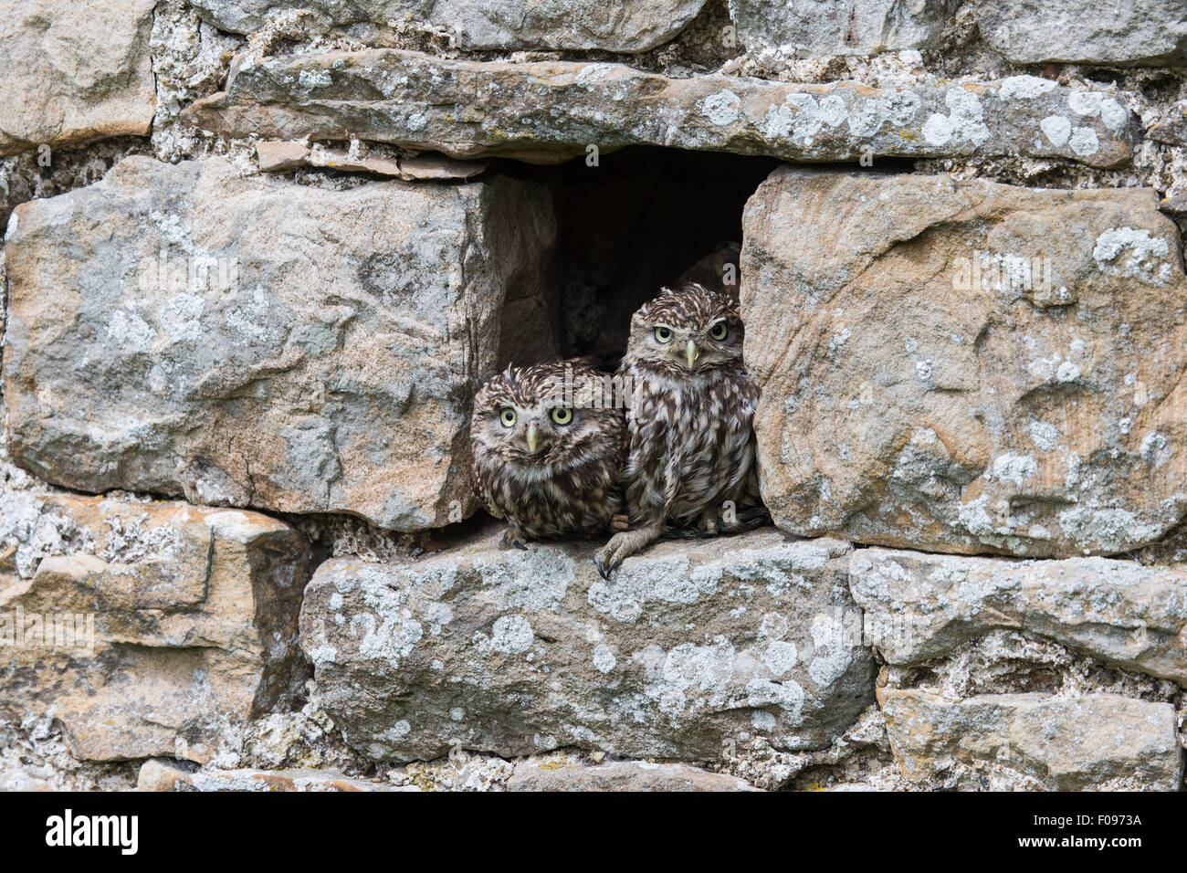 Zwei junge kleine Eulen Athene Noctua peering von Unterschlupf in der Aussparung der Steinscheune Wand Stockfoto