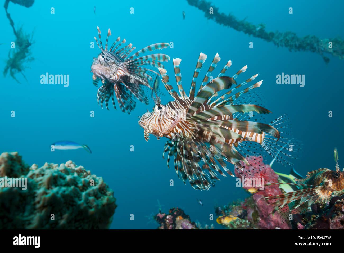 Rotfeuerfisch am Mbike Wrack, Pterois Volitans, Florida Inseln, Salomonen Stockfoto