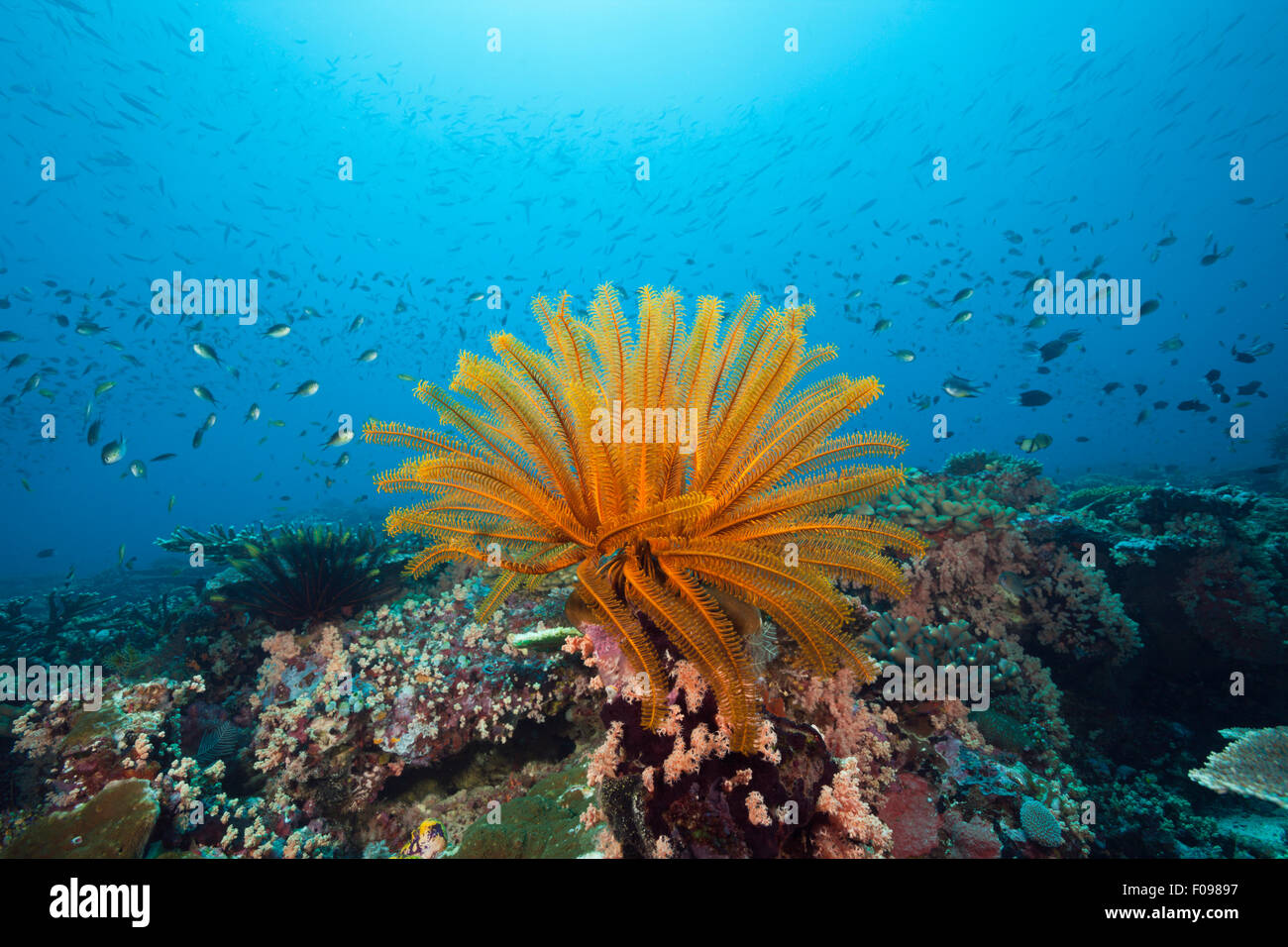 Crinoid im Korallenriff, Florida Inseln, Salomonen Stockfoto