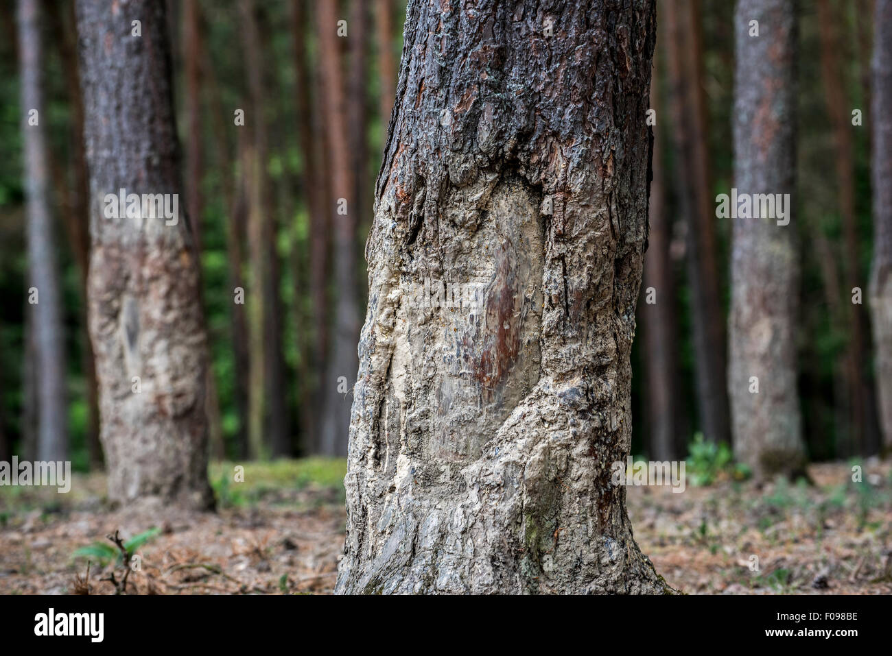 Baum-Rinde, teilweise aus geschabt und beschichtet mit getrockneten Schlamm nach wälzen von Wildschwein (Sus Scrofa) im Wald Stockfoto