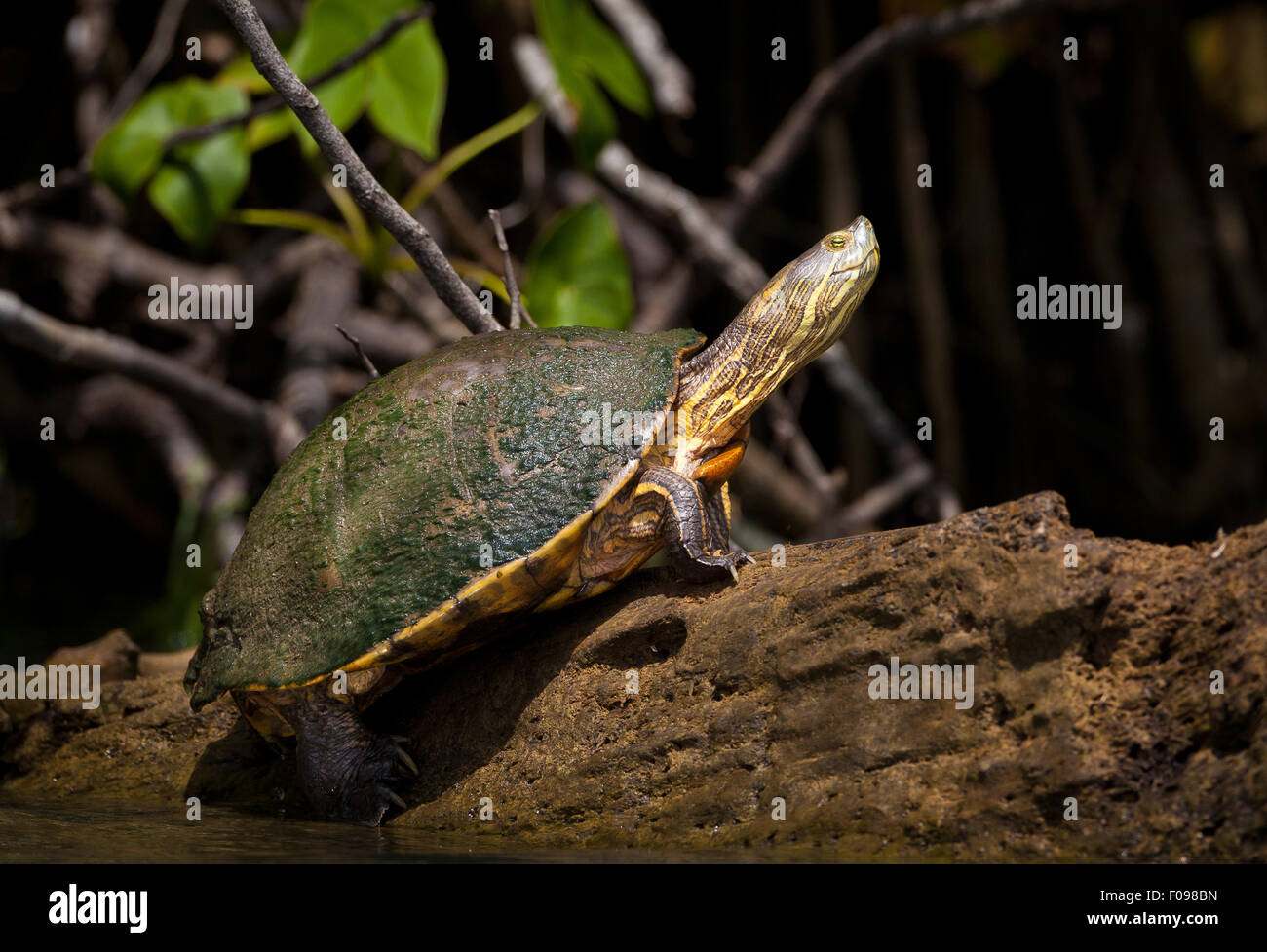 Tropische Slider Turtle, Chrysemys ornata, auf einem Baumstamm am See der Gatun See (Lago Gatun), Republik Panama. Stockfoto