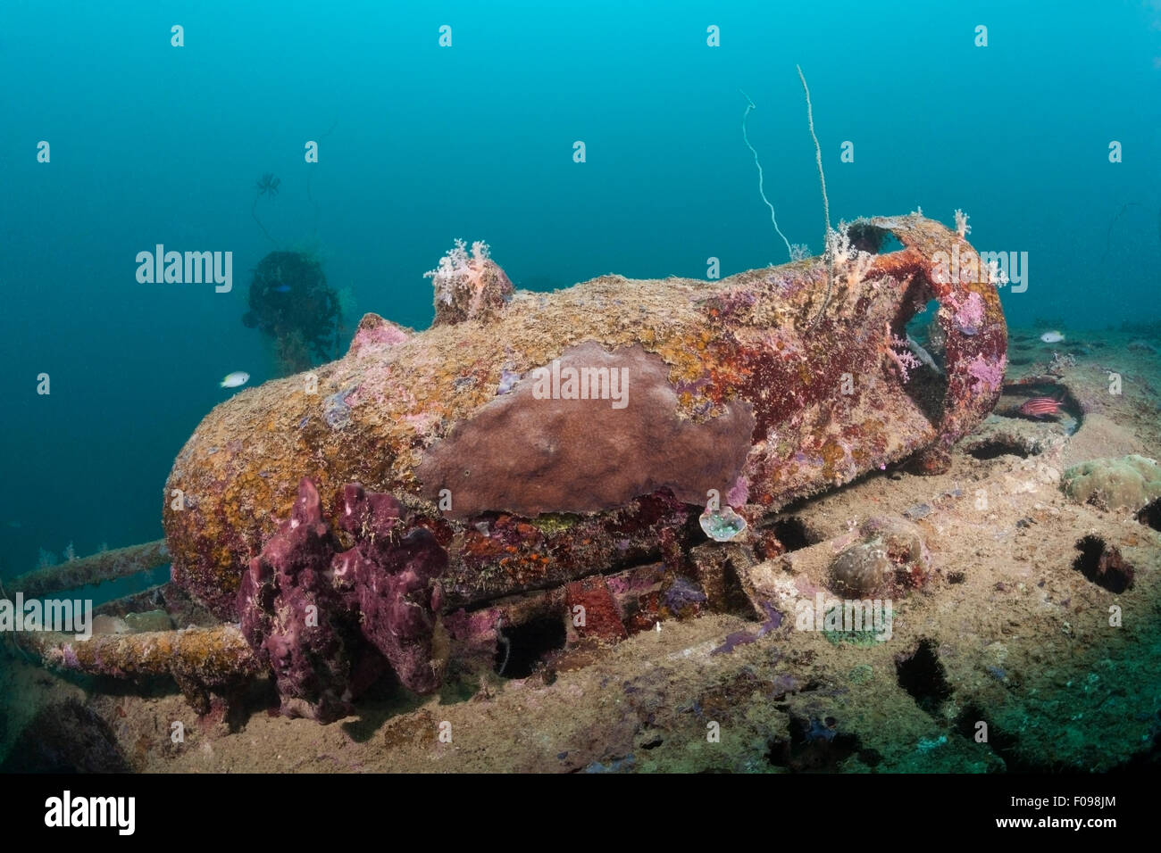 Bewaffneten Bombe am Dauntless Dive Bomber Wrack, Marovo Lagune, Salomonen Stockfoto