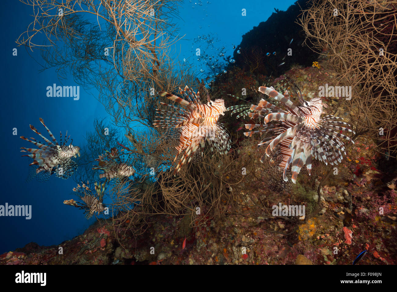 Rot Rotfeuerfisch Pterois Volitans, Marovo Lagune, Salomonen Stockfoto
