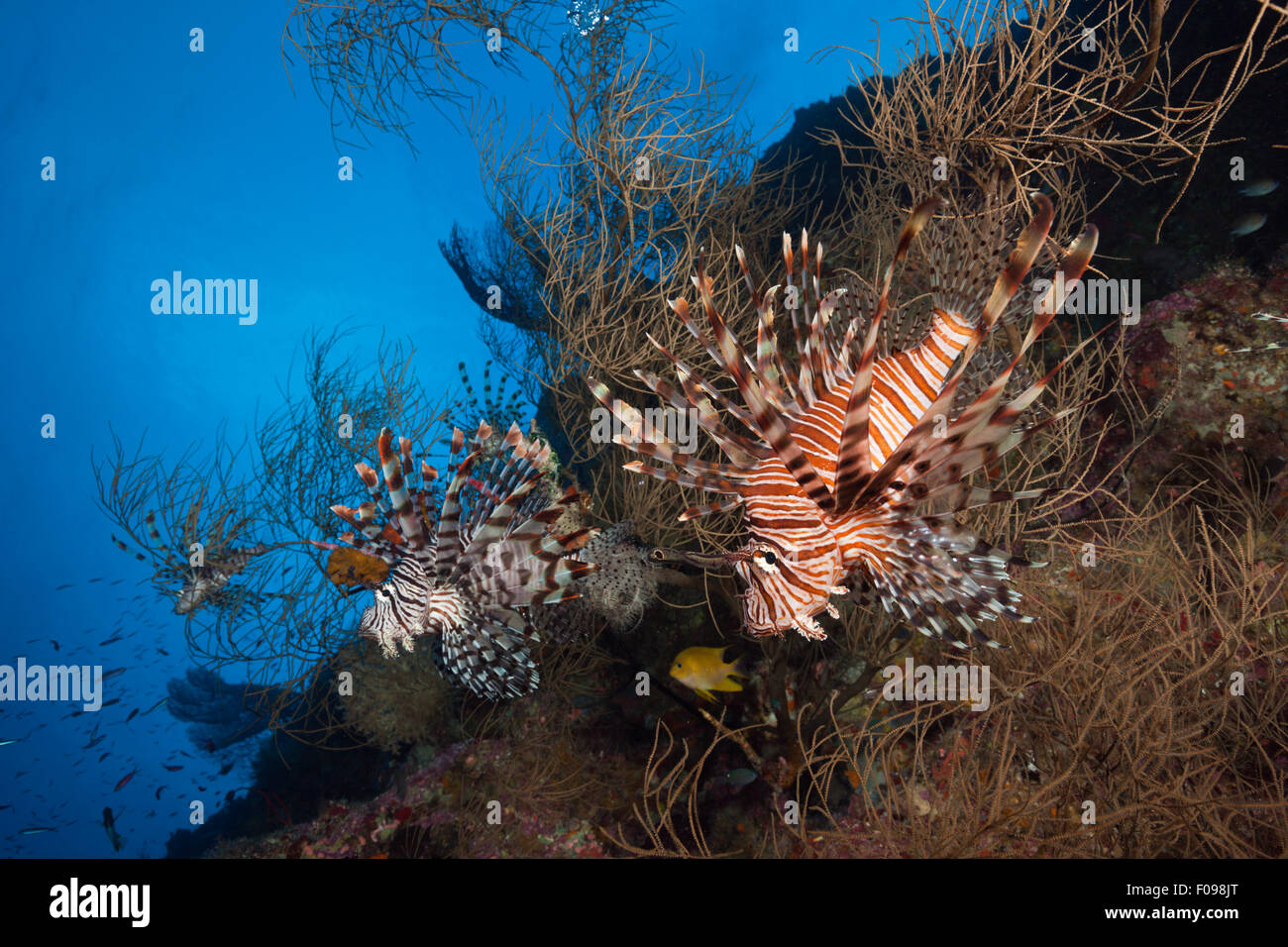 Rot Rotfeuerfisch Pterois Volitans, Marovo Lagune, Salomonen Stockfoto