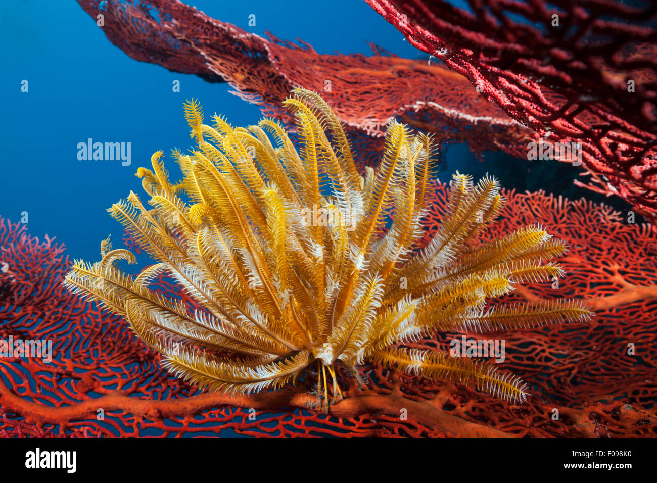 Gelbe Crinoid auf Gorgonien, Comanthina Schlegeli, Marovo Lagune, Salomonen Stockfoto