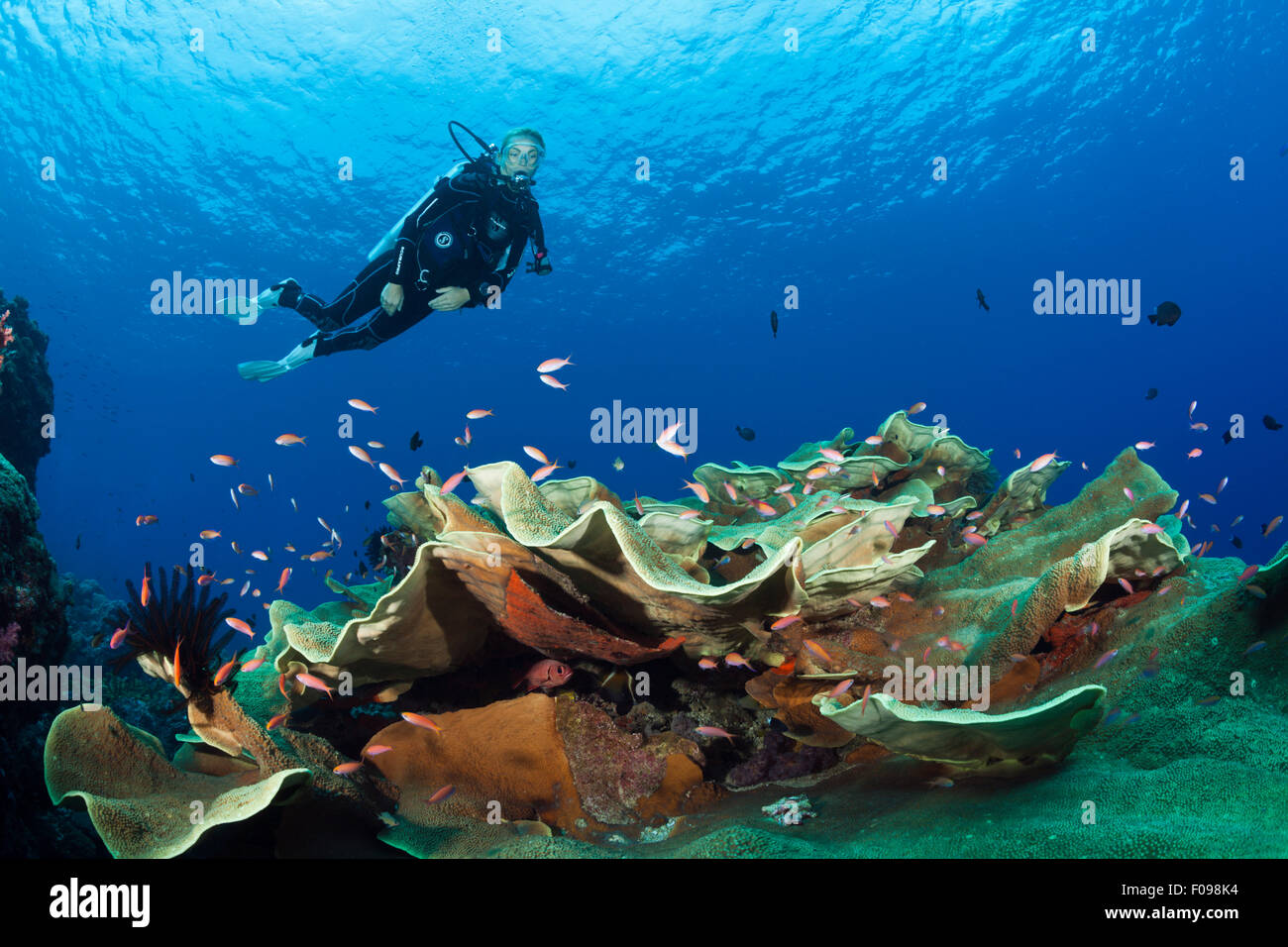 Scuba Diver über Coral Reef, Marovo Lagune, Salomonen Stockfoto