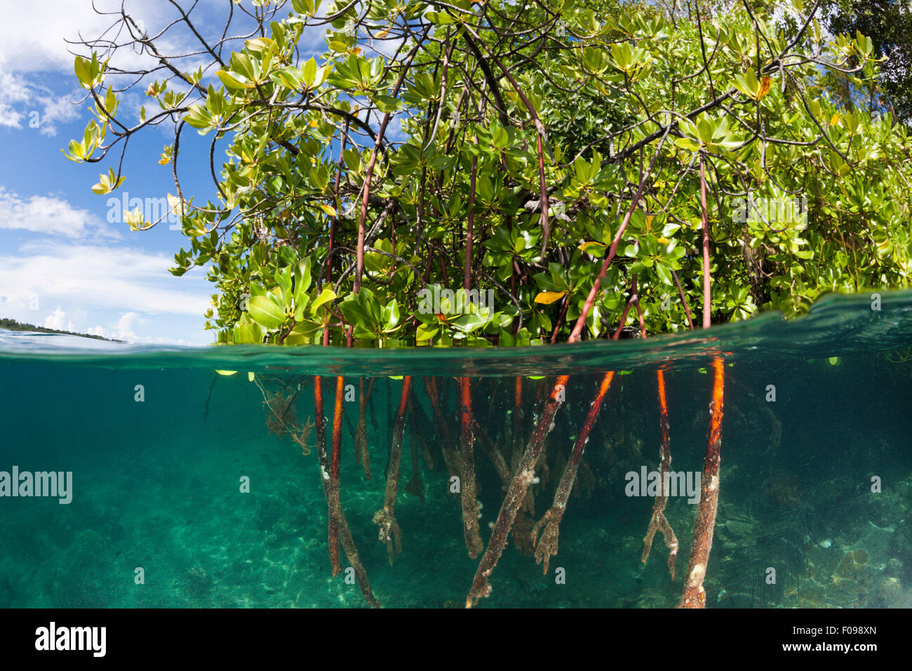 Stelzenläufer Wurzeln der Mangroven-Baum, Rhizophora SP., Russell-Inseln, Salomonen Stockfoto