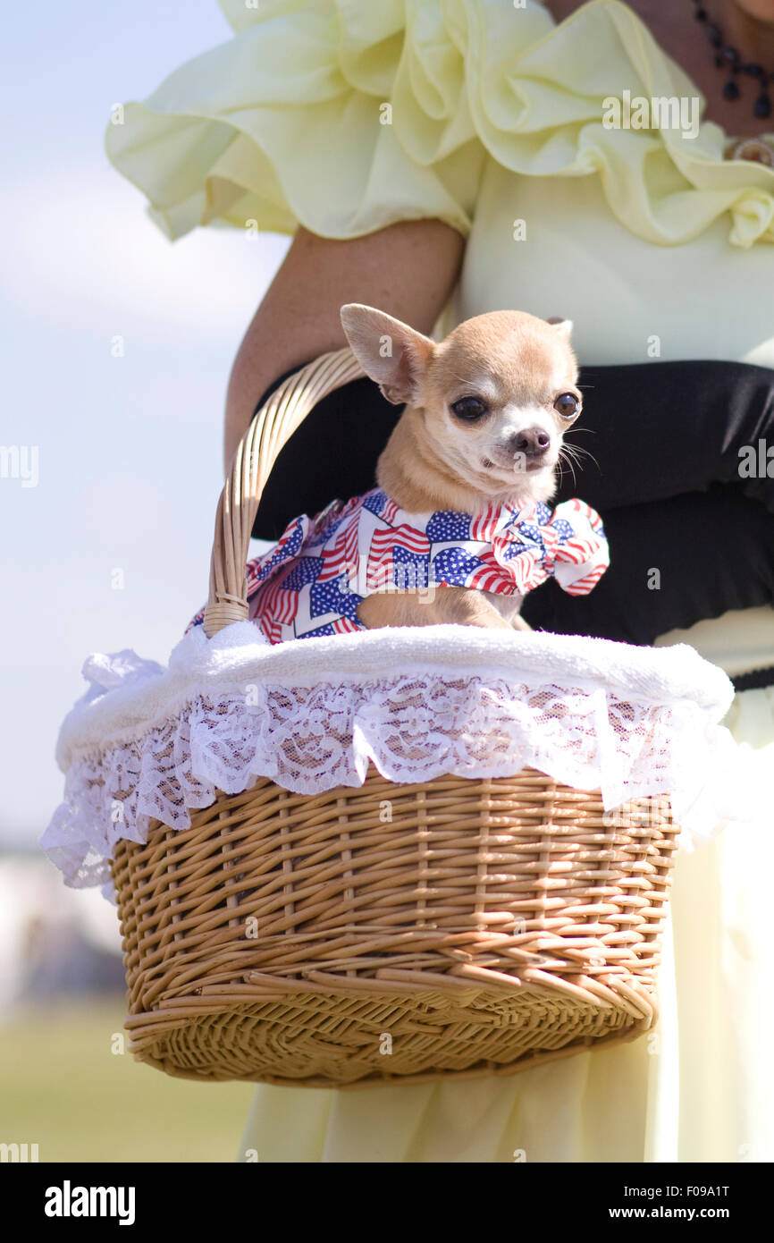 Chihuahua, sitzen in einem Weidenkorb, gekleidet in den Farben der amerikanischen Flagge Stockfoto