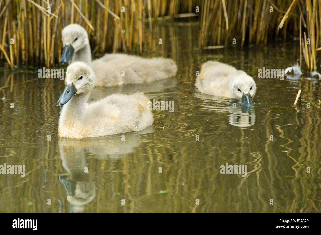 Horizontale Nahaufnahme von baby Höckerschwäne versteckt sich hinter Schilf. Stockfoto