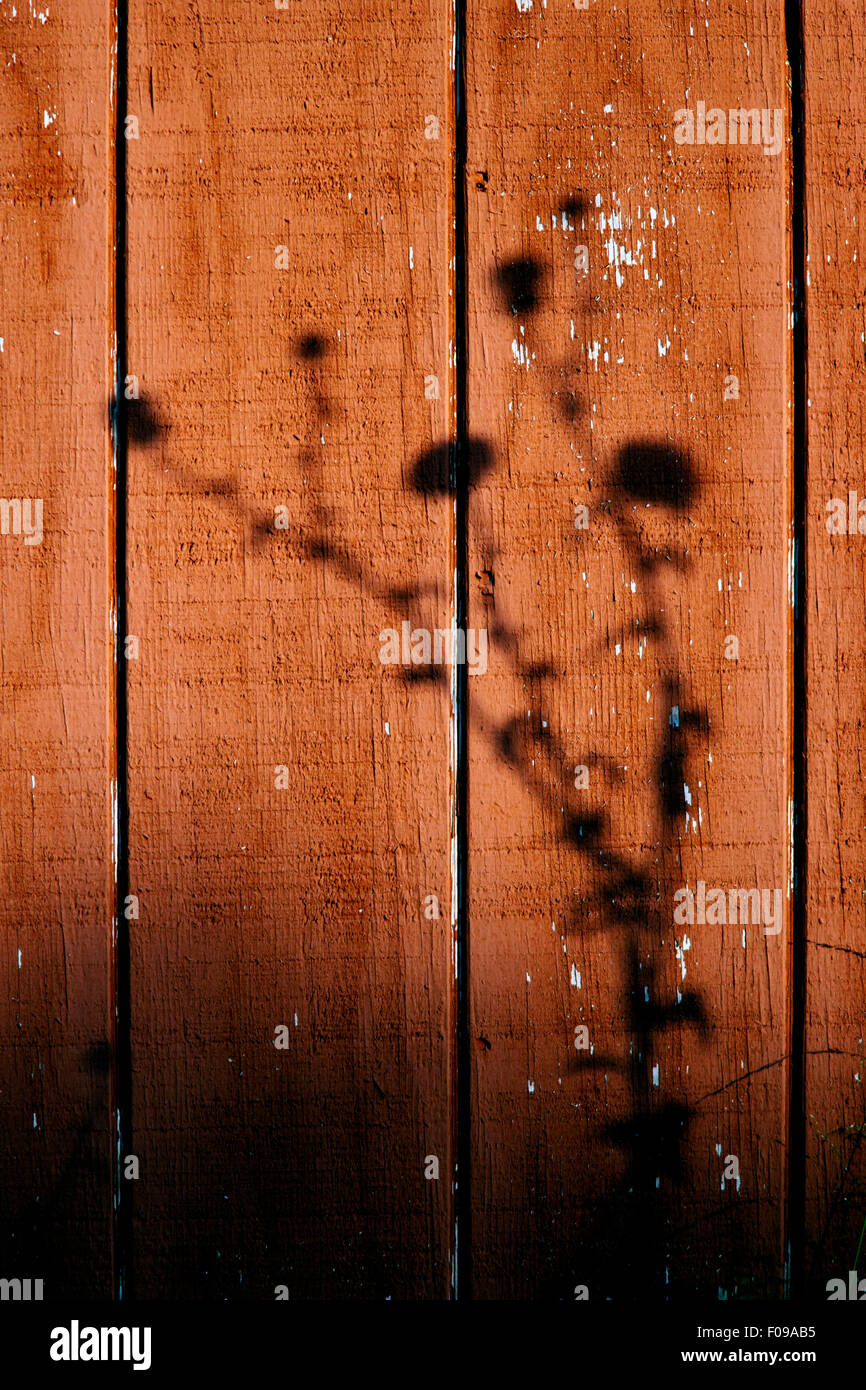 Texas Distel Schatten auf Scheune - Camp Lula Sams - Brownsville, Texas, USA Stockfoto