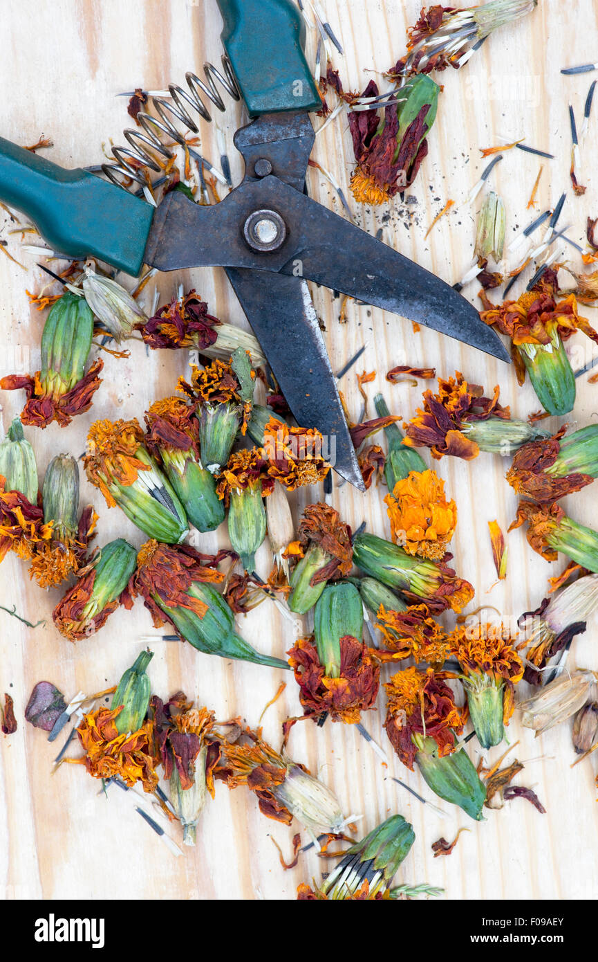 Tagetes. Ringelblume getrocknete Blütenköpfe Samen sammeln und Speichern von Stockfoto