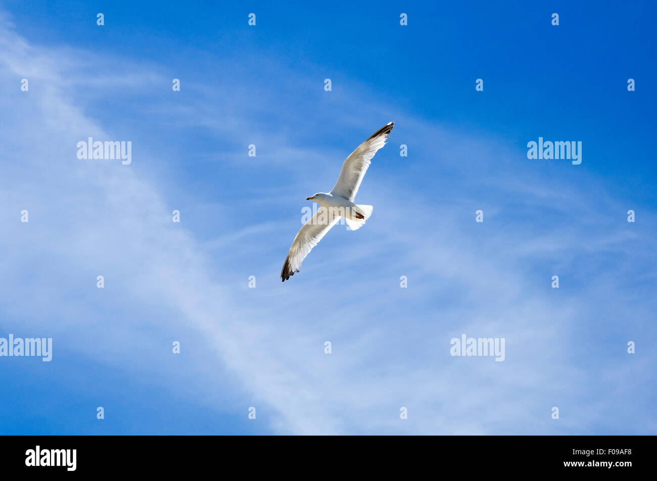 Horizontale Nahaufnahme von einem europäischen Silbermöwe an Bord. Stockfoto