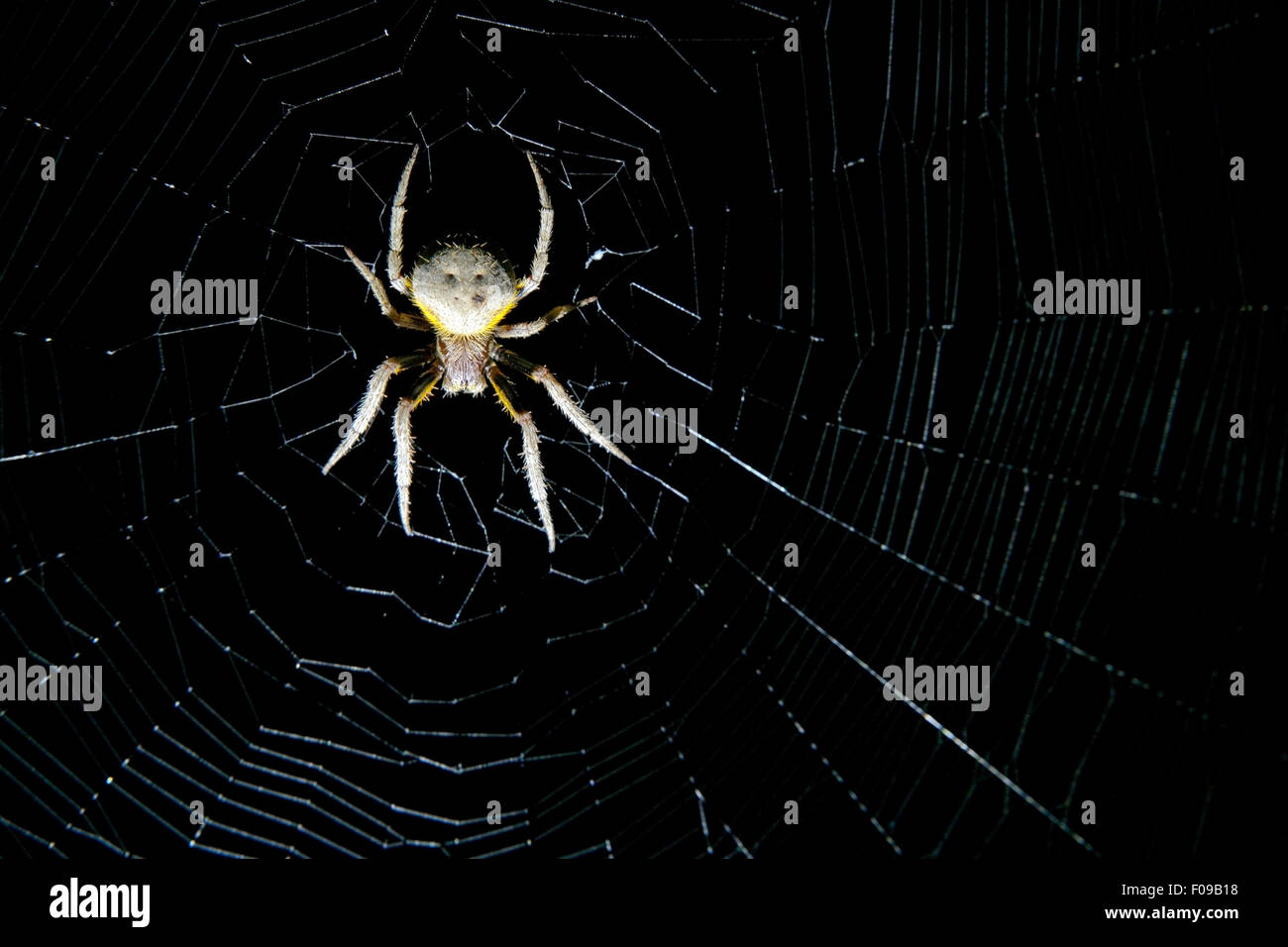 Tropischen Orb Weaver - Camp Lula Sams - Brownsville, Texas USA Stockfoto