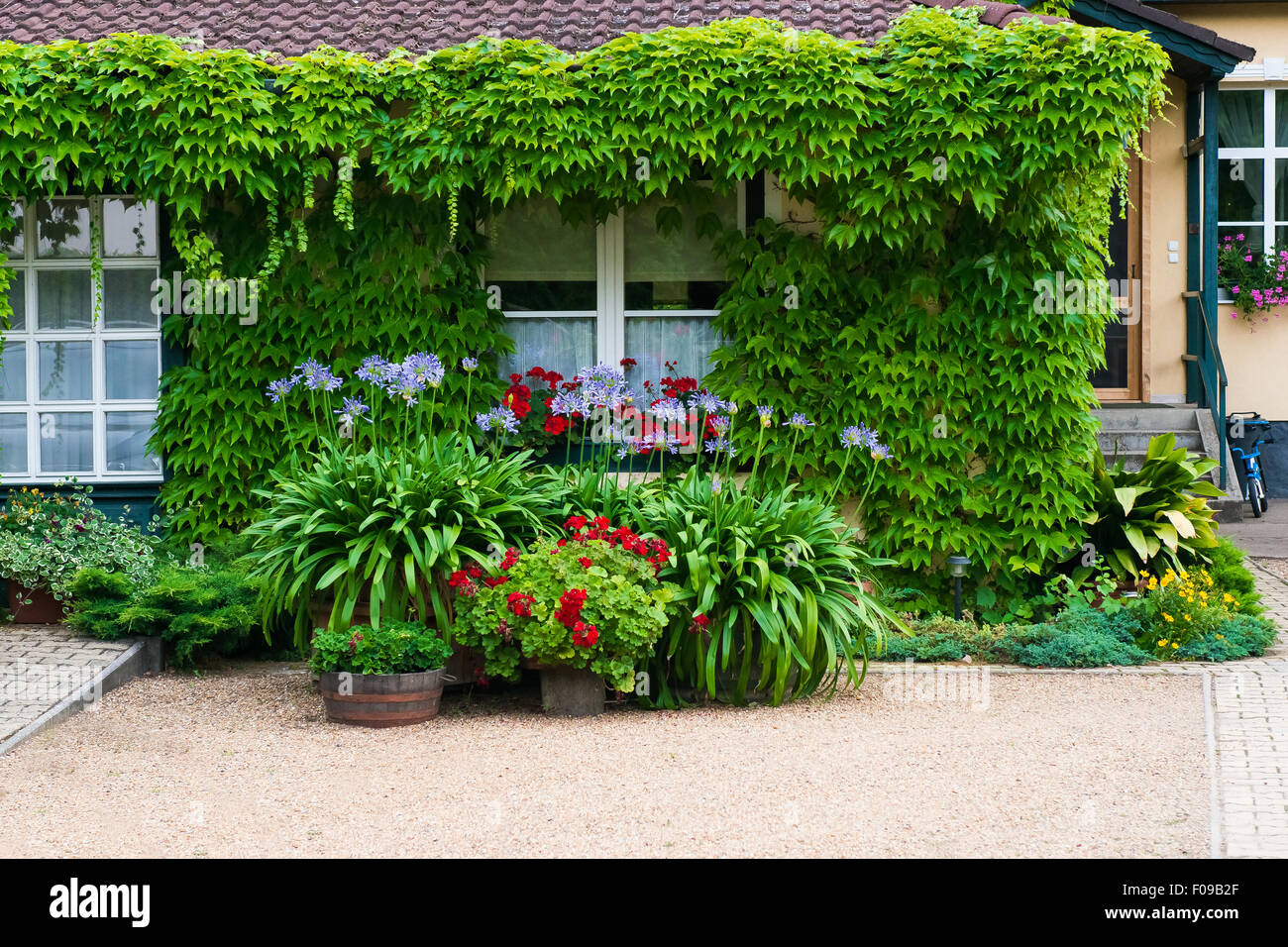 52+ Garten Schlingpflanzen, Pflanzen haben im garten häufig