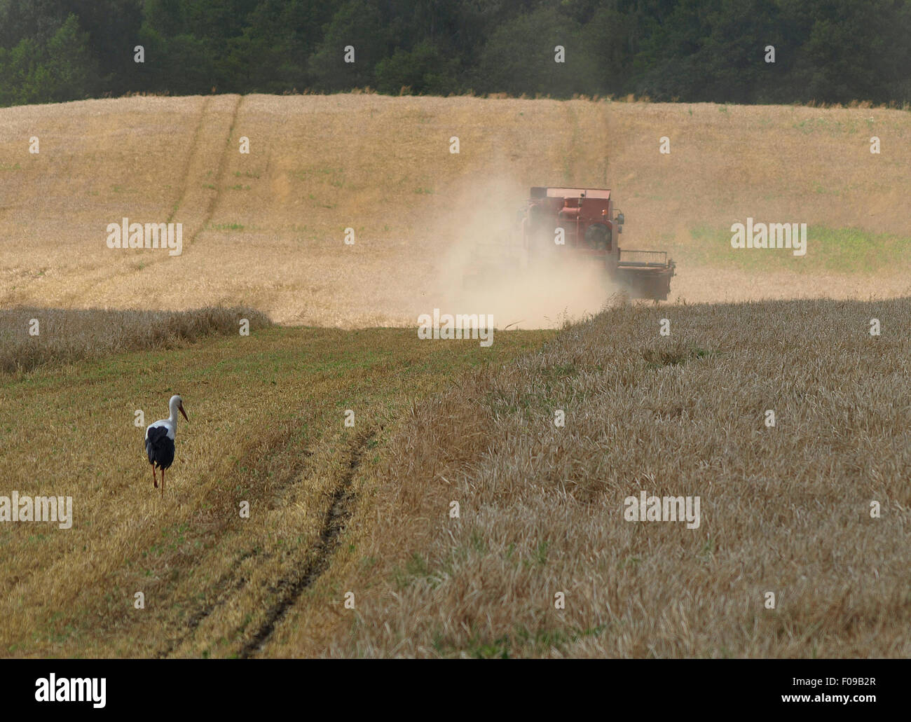 mäht Weizen in einem Feld kombinieren Stockfoto