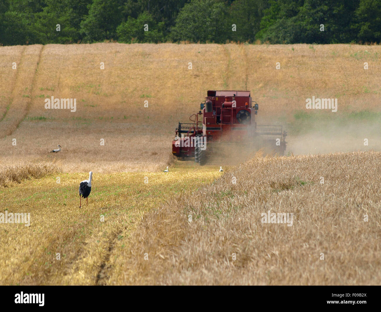 mäht Weizen in einem Feld kombinieren Stockfoto