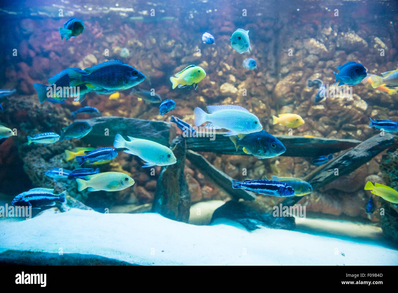 Süßwasserfische Cichliden. farbenfrohe aquarium Stockfoto