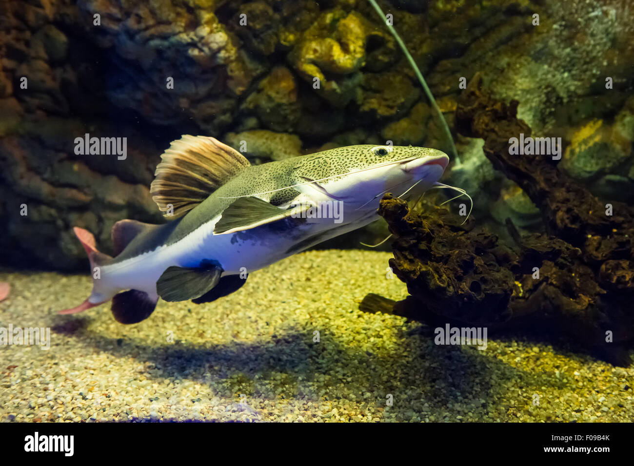 Süßwasserfische - Phractocephalus Hemioliopterus - Rotschwanzboa Wels Stockfoto