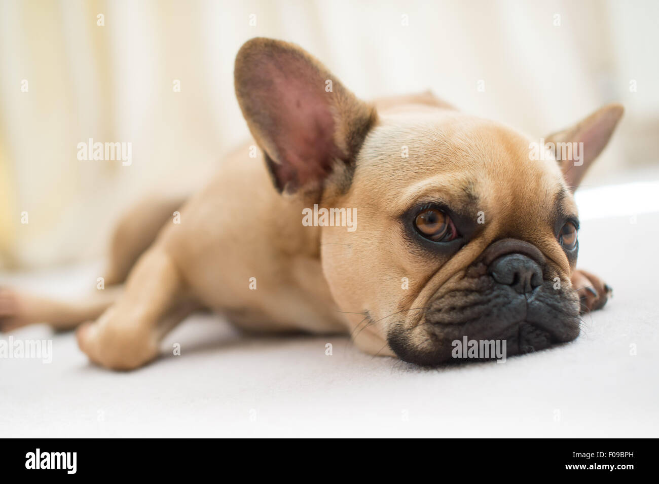 Eine französische Bulldogge auf dem Boden liegend. Stockfoto