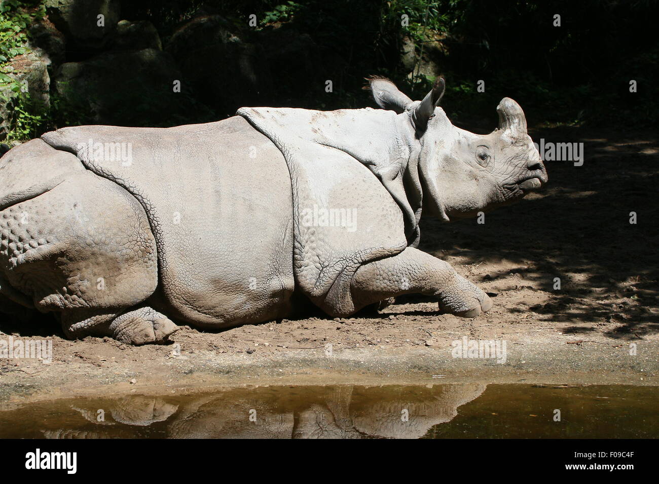 Mehr ein-gehörnte Panzernashorn (Rhinoceros Unicornis), Nahaufnahme des Kopfes Stockfoto