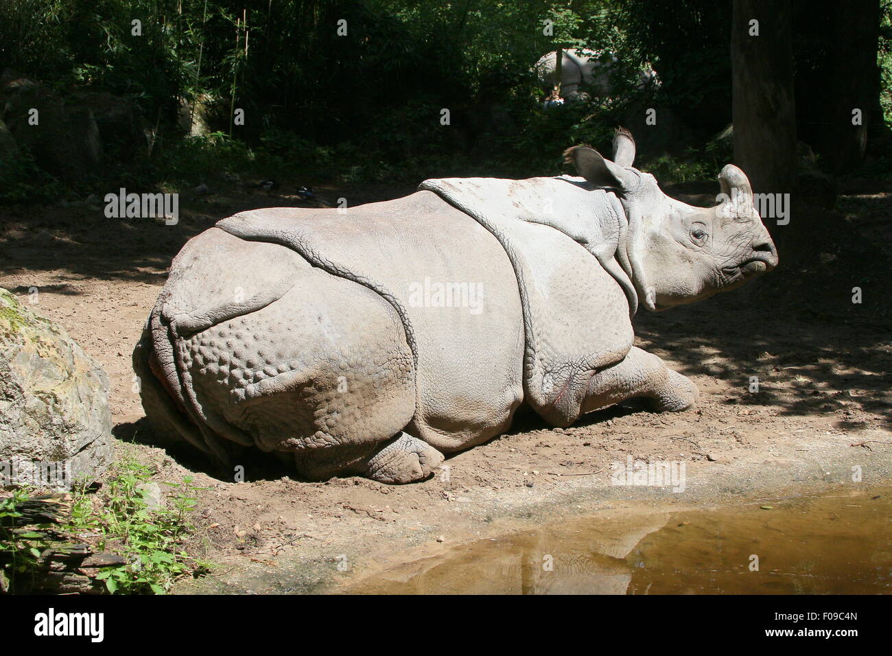 Weibliche größere ein-gehörnte Panzernashorn (Rhinoceros Unicornis) ruht in der Nähe eines Flusses Stockfoto