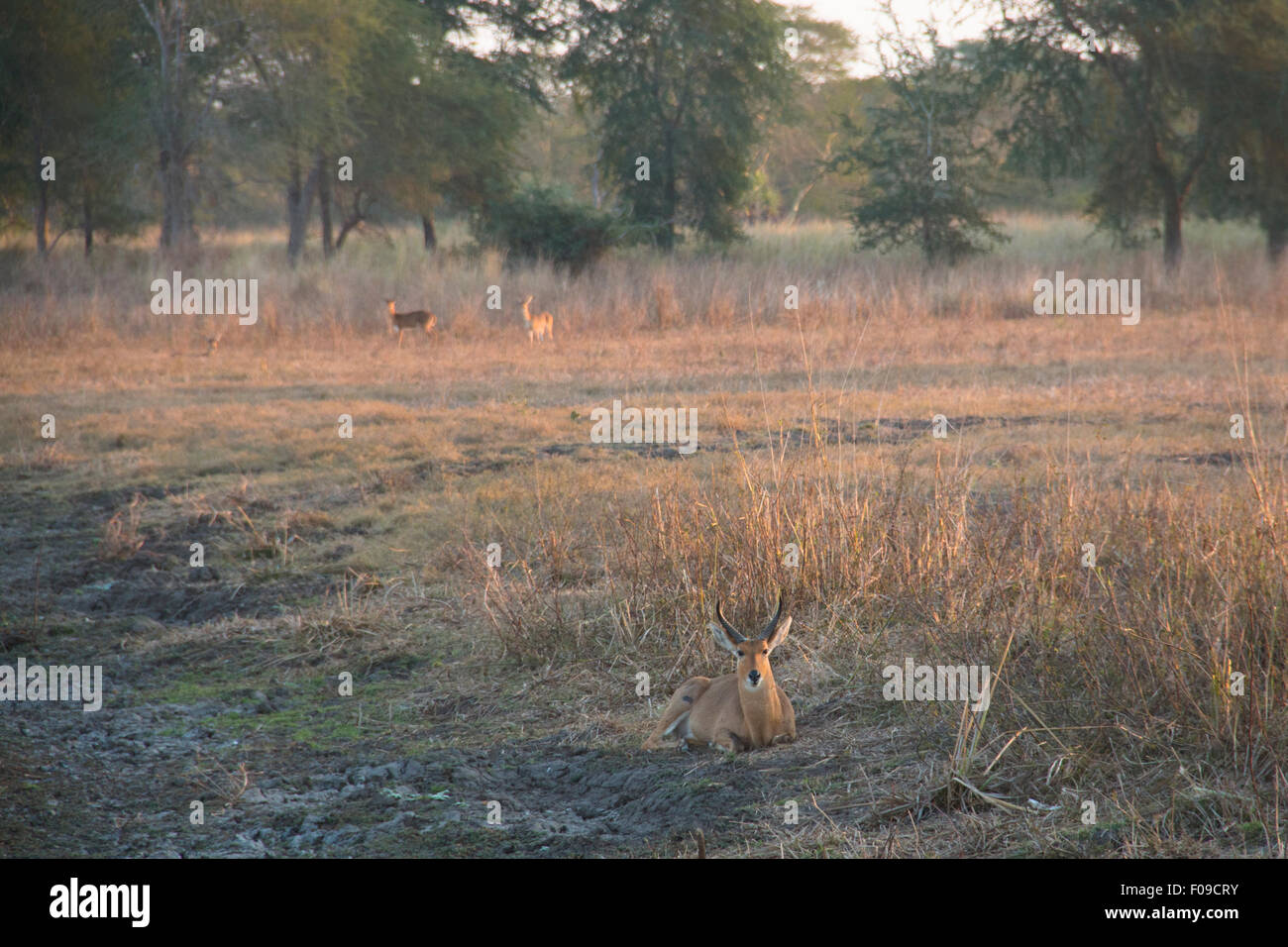 Impalas in einem Wald von Fieber Bäume im Gorongosa National Park Stockfoto