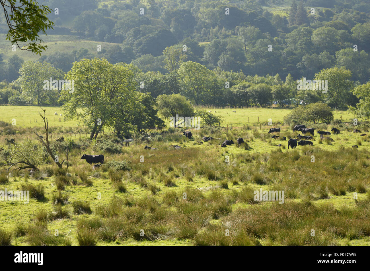 ein Bull-Feld Stockfoto