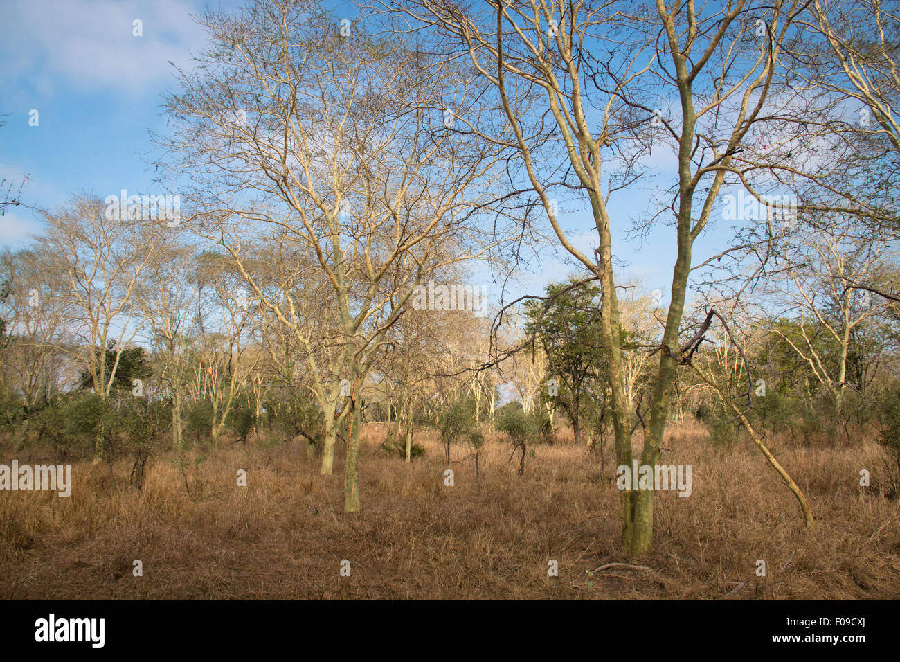 Wald von Fieber im Gorongosa National Park Stockfoto