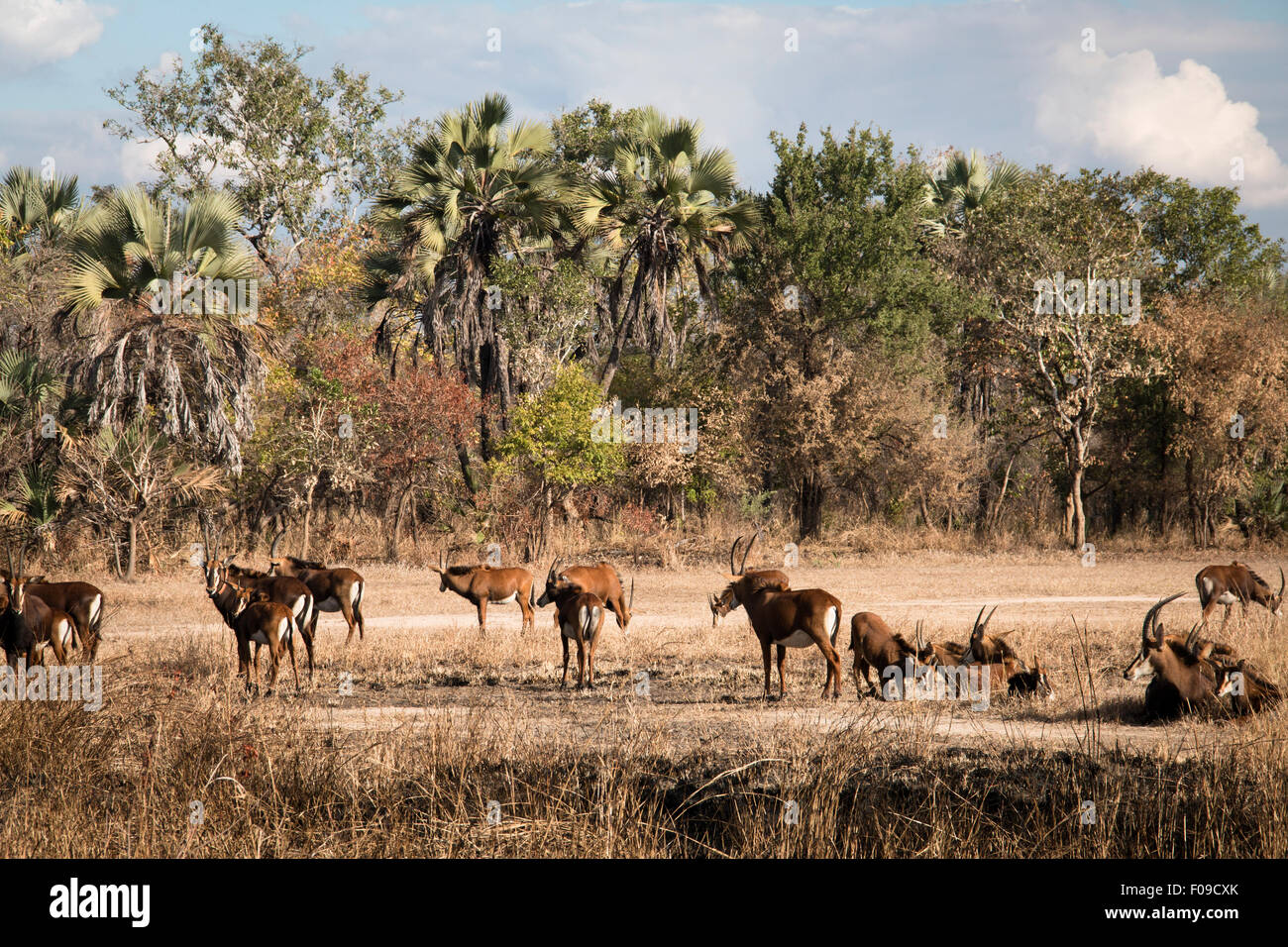 Große Gruppe der Wasserbock in der Savanne des Gorongosa National Park Stockfoto