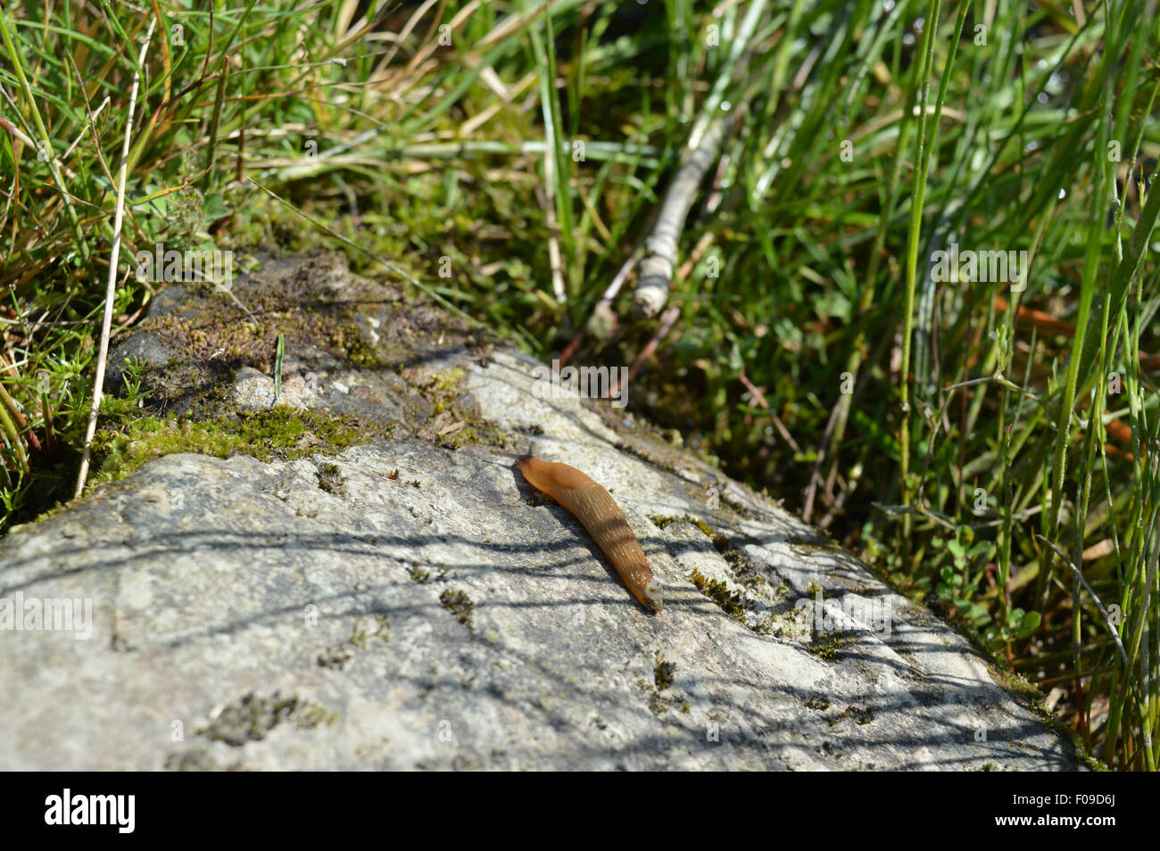 eine kleine Schnecke auf einem Felsen Stockfoto