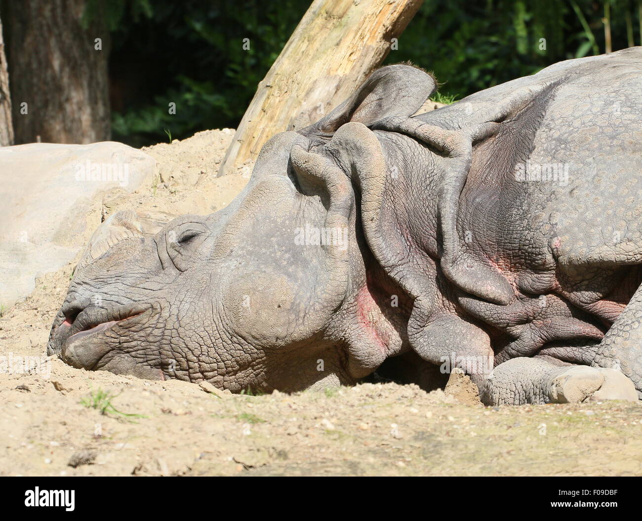 Mehr ein-gehörnte Panzernashorn (Rhinoceros Unicornis), Nahaufnahme des Kopfes beim Ausruhen Stockfoto