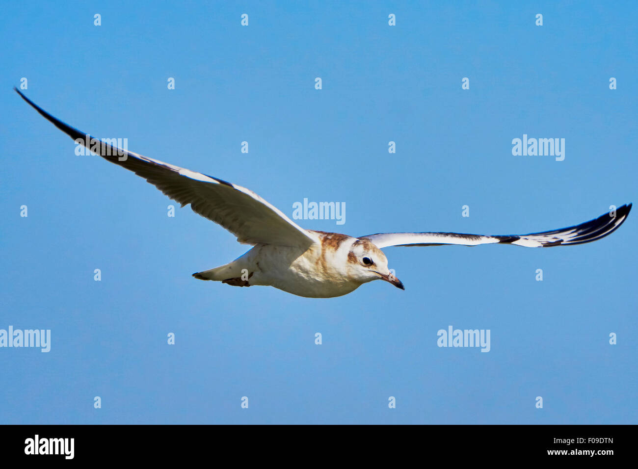 Möwe im Flug gegen den blauen Himmel Stockfoto