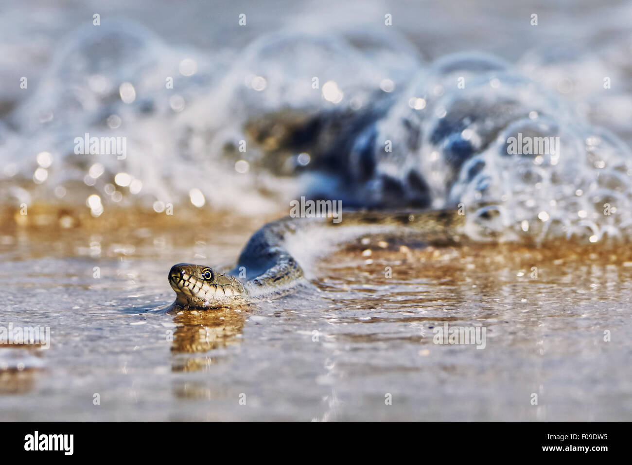 Wasser-Schlange an der Bucht Sommertag Stockfoto