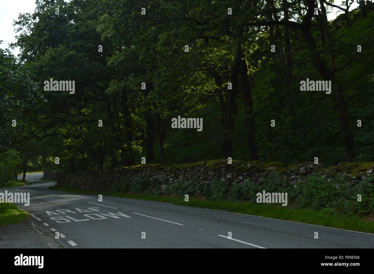 eine Straße mitten im Dschungel Stockfoto